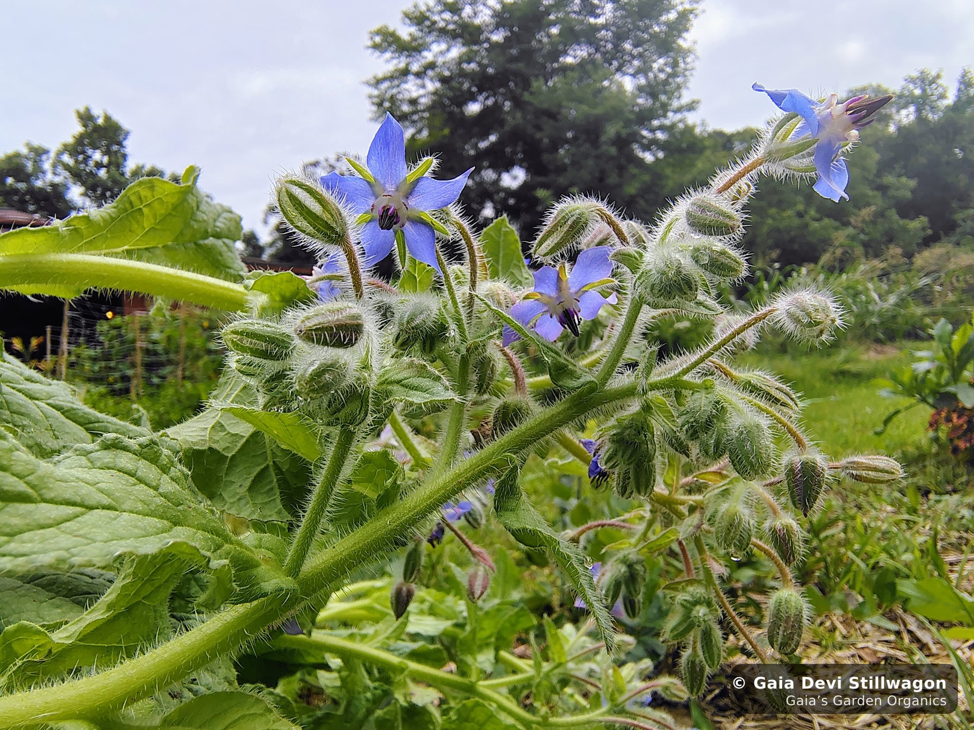 The medicinal herb garden at Gaia's Garden Organics, Umpire, Arkansas · Gaia Devi, clinical herbalist