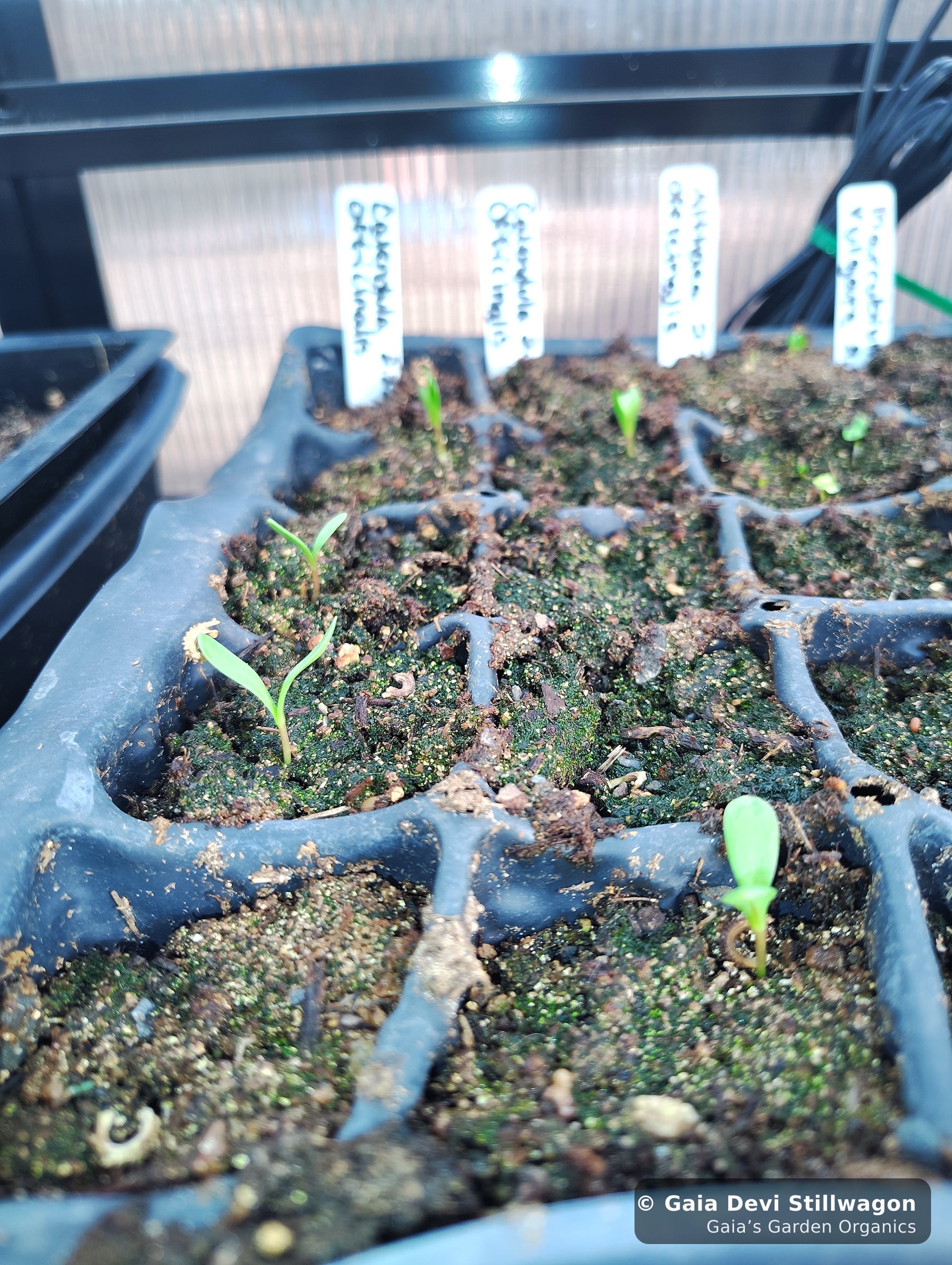 The medicinal herb garden at Gaia's Garden Organics, Umpire, Arkansas · Gaia Devi, clinical herbalist