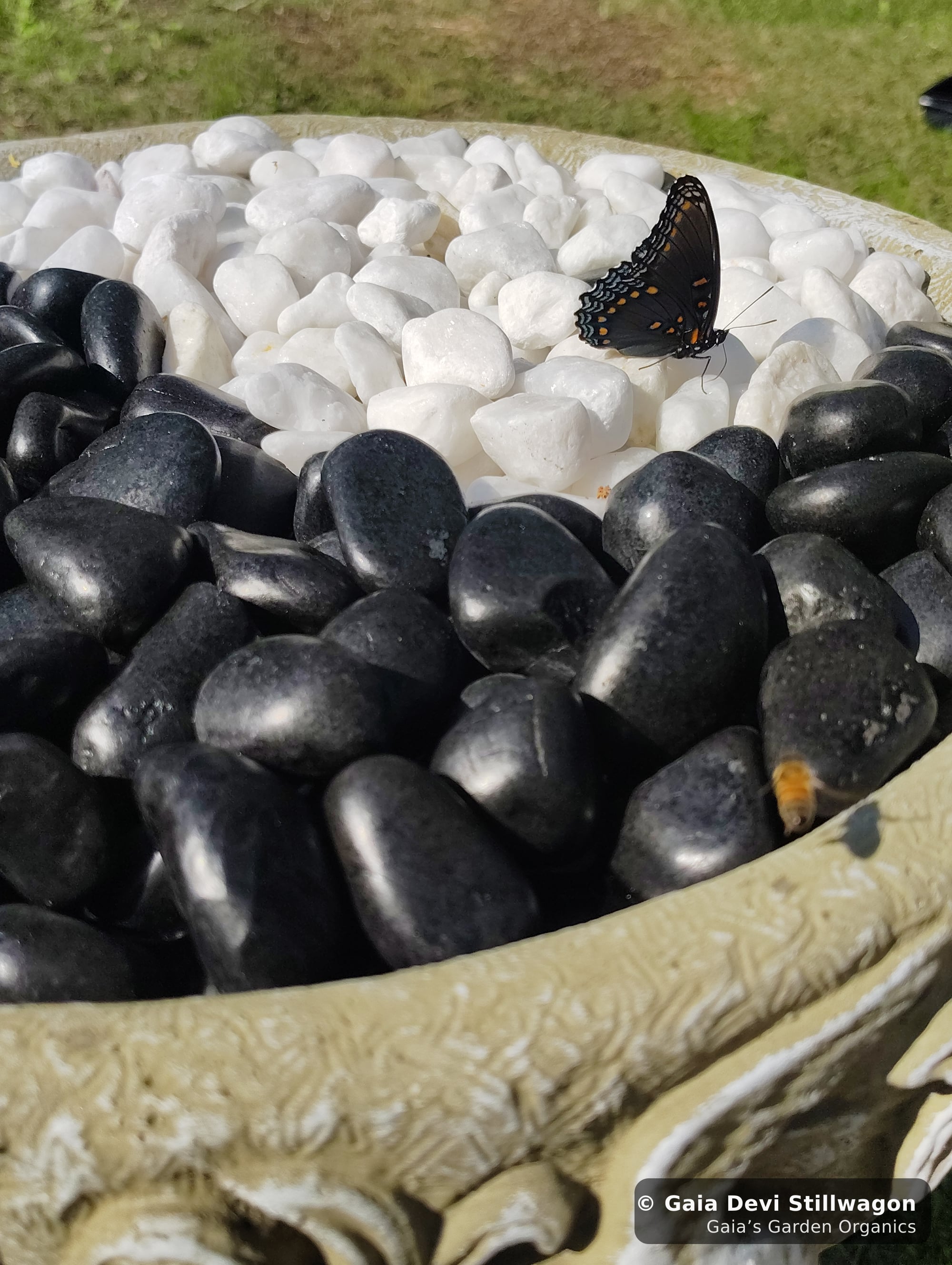 The medicinal herb garden at Gaia's Garden Organics, Umpire, Arkansas · Gaia Devi, clinical herbalist