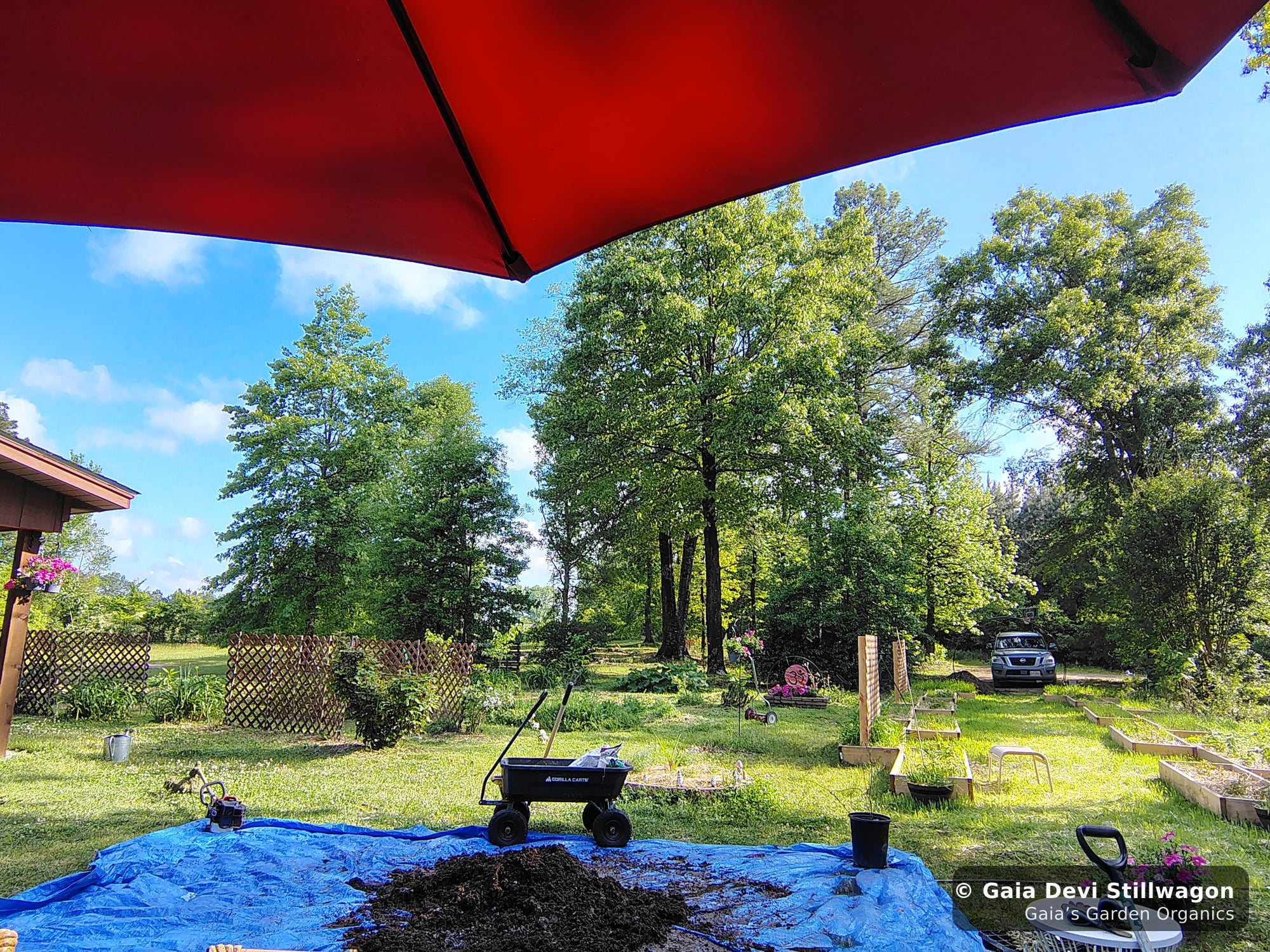 The medicinal herb garden at Gaia's Garden Organics — Umpire, Arkansas · Gaia Devi, clinical herbalist