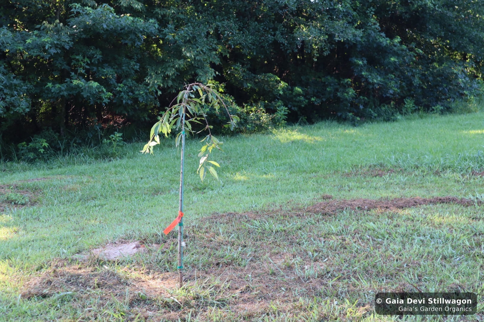 The medicinal herb garden at Gaia's Garden Organics, Umpire, Arkansas · Gaia Devi, clinical herbalist