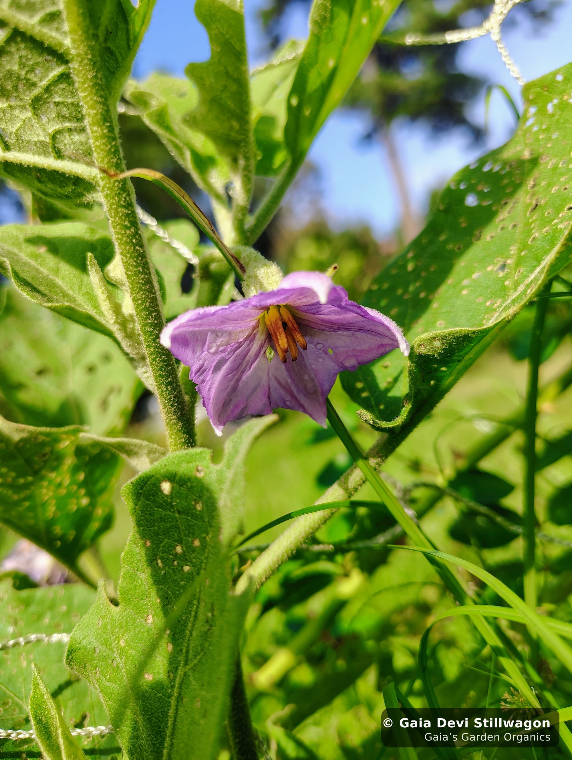 The medicinal herb garden at Gaia's Garden Organics, Umpire, Arkansas · Gaia Devi, clinical herbalist