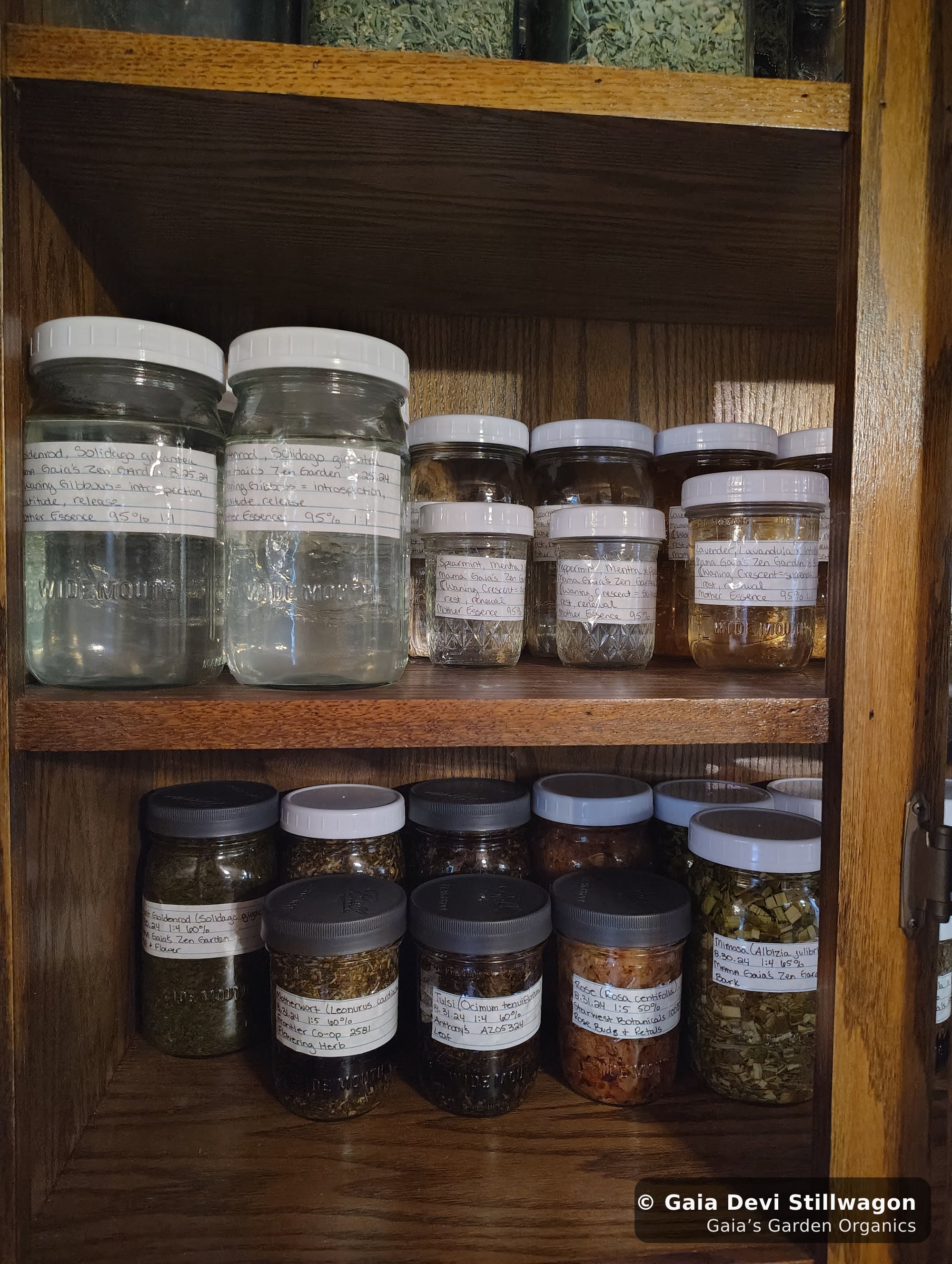 The medicinal herb garden at Gaia's Garden Organics, Umpire, Arkansas · Gaia Devi, clinical herbalist