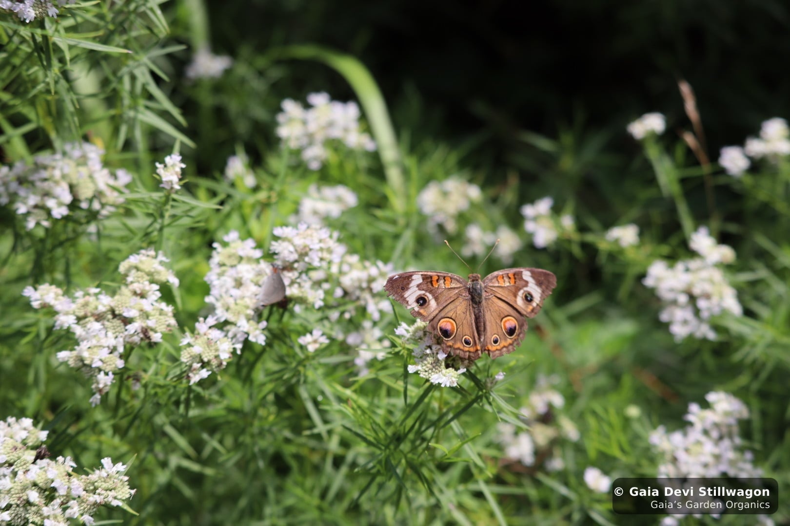 The medicinal herb garden at Gaia's Garden Organics, Umpire, Arkansas · Gaia Devi, clinical herbalist