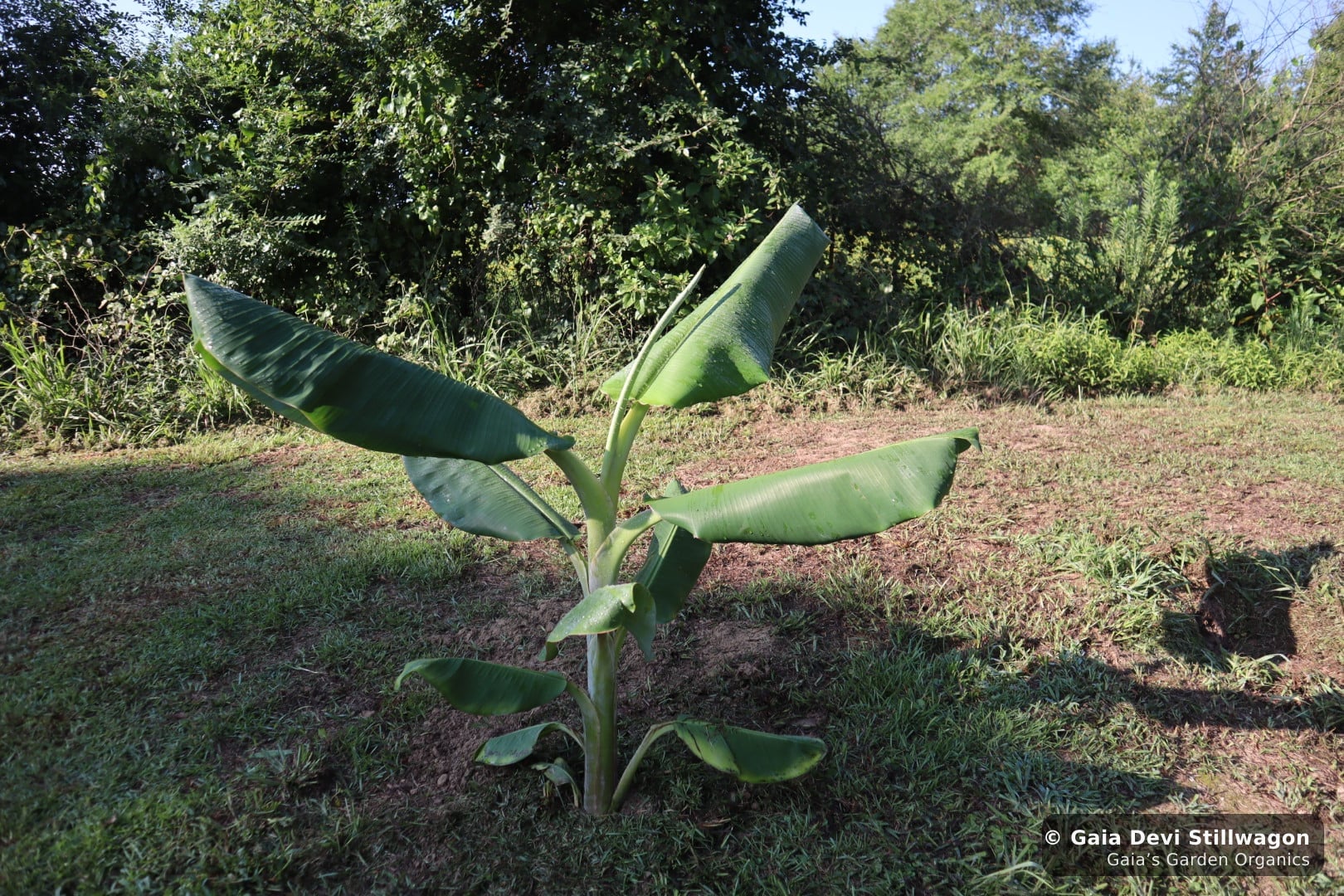 The medicinal herb garden at Gaia's Garden Organics, Umpire, Arkansas · Gaia Devi, clinical herbalist
