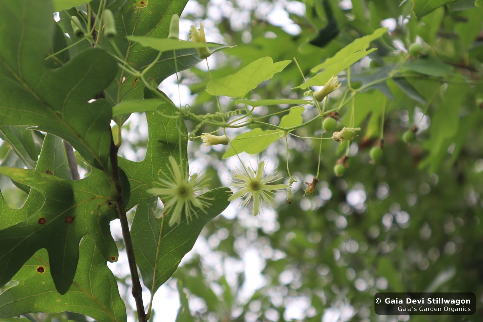 Yellow passionflower (Passiflora lutea) flowers and small unripe fruits climbing through the tree canopy at Gaia's Garden in Umpire, Arkansas