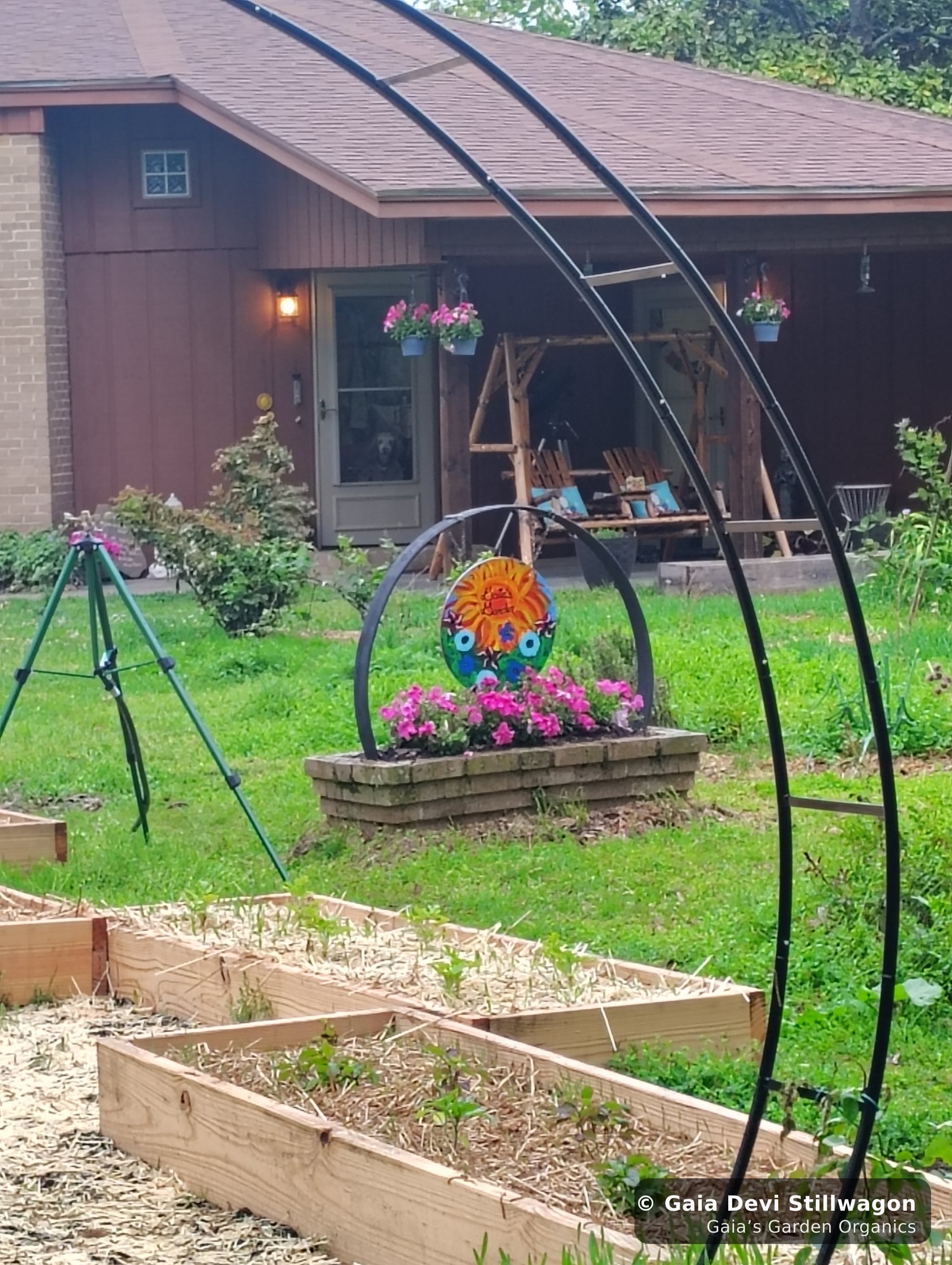 The medicinal herb garden at Gaia's Garden Organics, Umpire, Arkansas · Gaia Devi, clinical herbalist