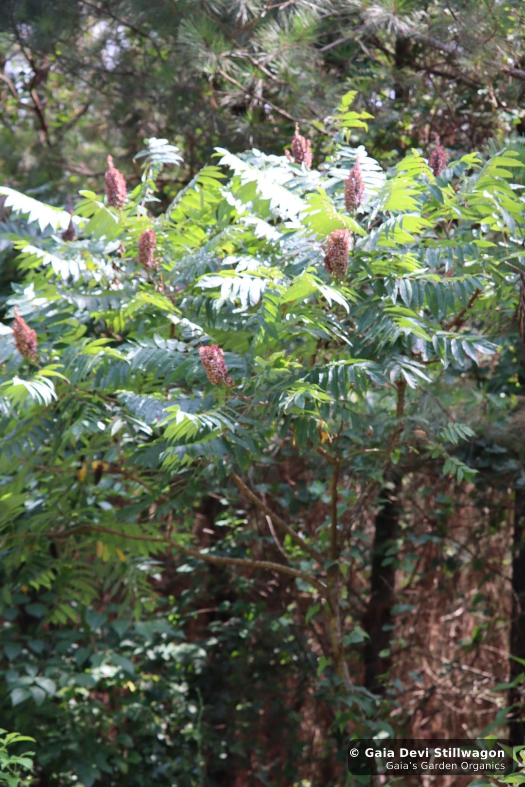 The medicinal herb garden at Gaia's Garden Organics, Umpire, Arkansas · Gaia Devi, clinical herbalist