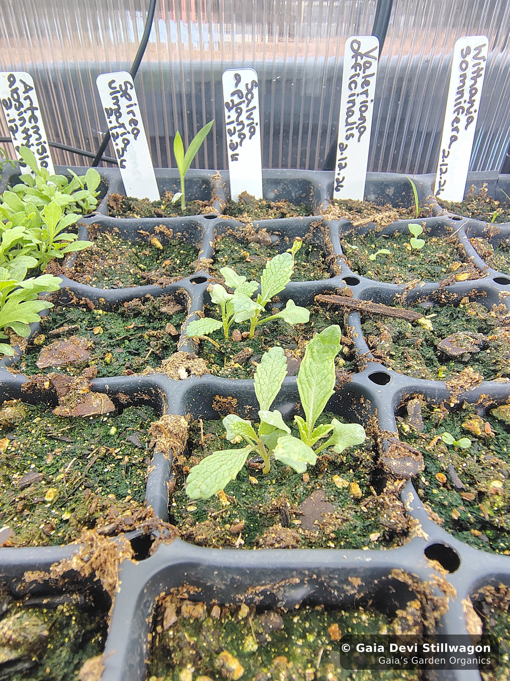 The medicinal herb garden at Gaia's Garden Organics, Umpire, Arkansas · Gaia Devi, clinical herbalist