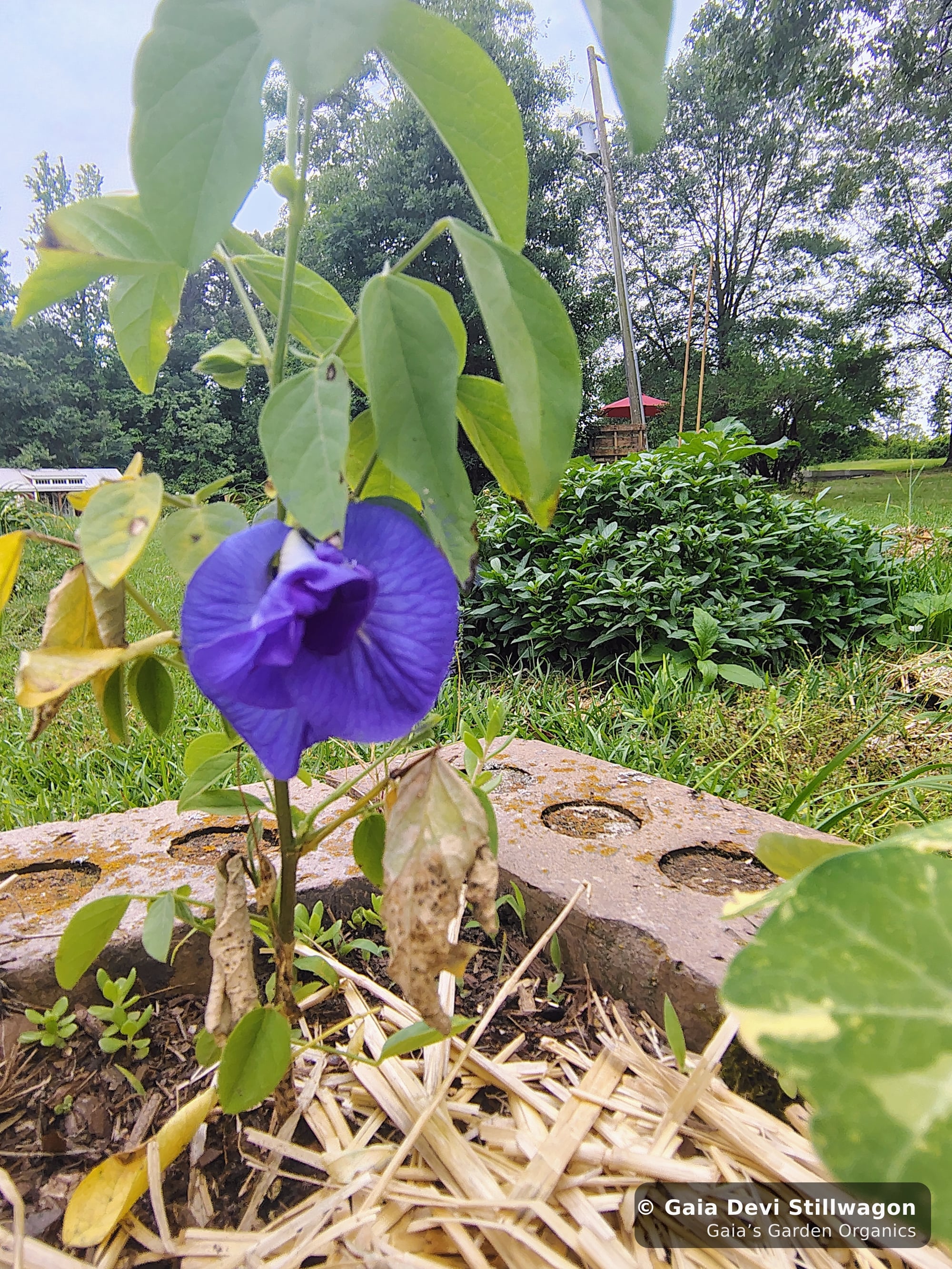 The medicinal herb garden at Gaia's Garden Organics, Umpire, Arkansas · Gaia Devi, clinical herbalist