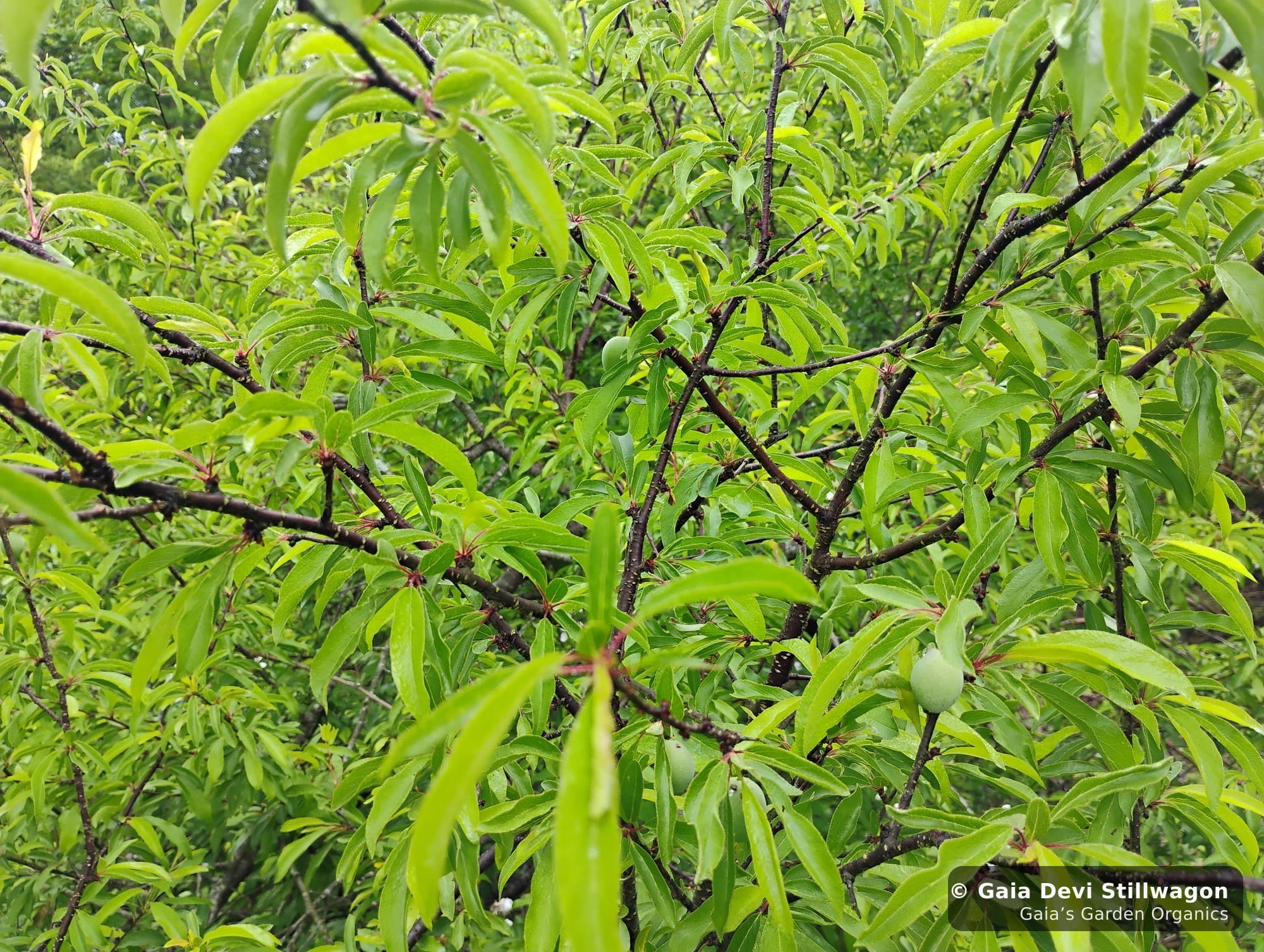 The medicinal herb garden at Gaia's Garden Organics, Umpire, Arkansas · Gaia Devi, clinical herbalist