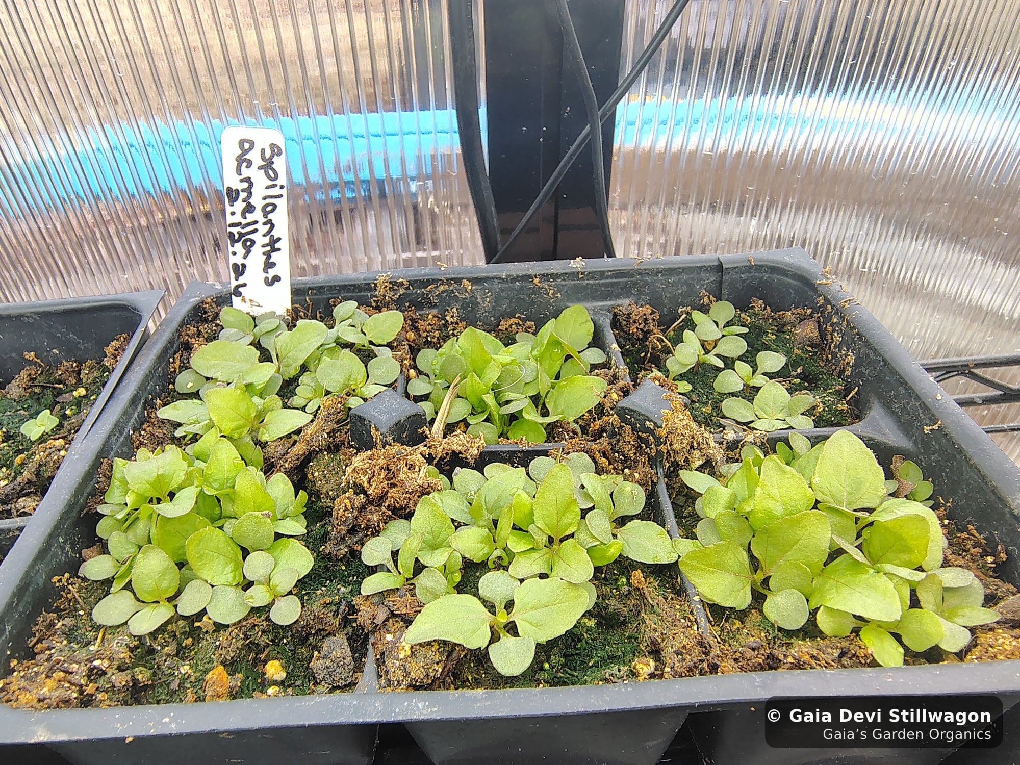 The medicinal herb garden at Gaia's Garden Organics, Umpire, Arkansas · Gaia Devi, clinical herbalist