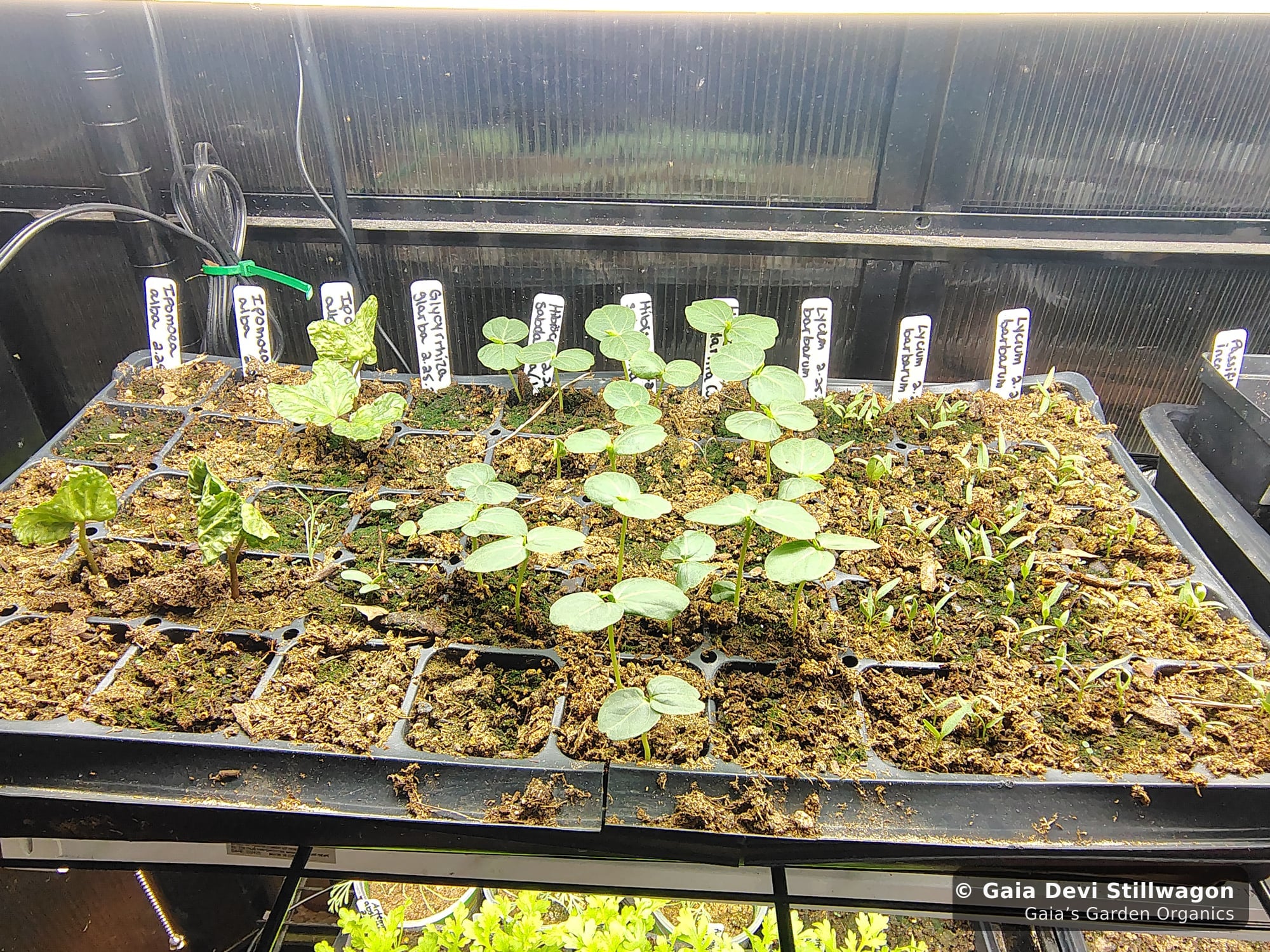 The medicinal herb garden at Gaia's Garden Organics, Umpire, Arkansas · Gaia Devi, clinical herbalist