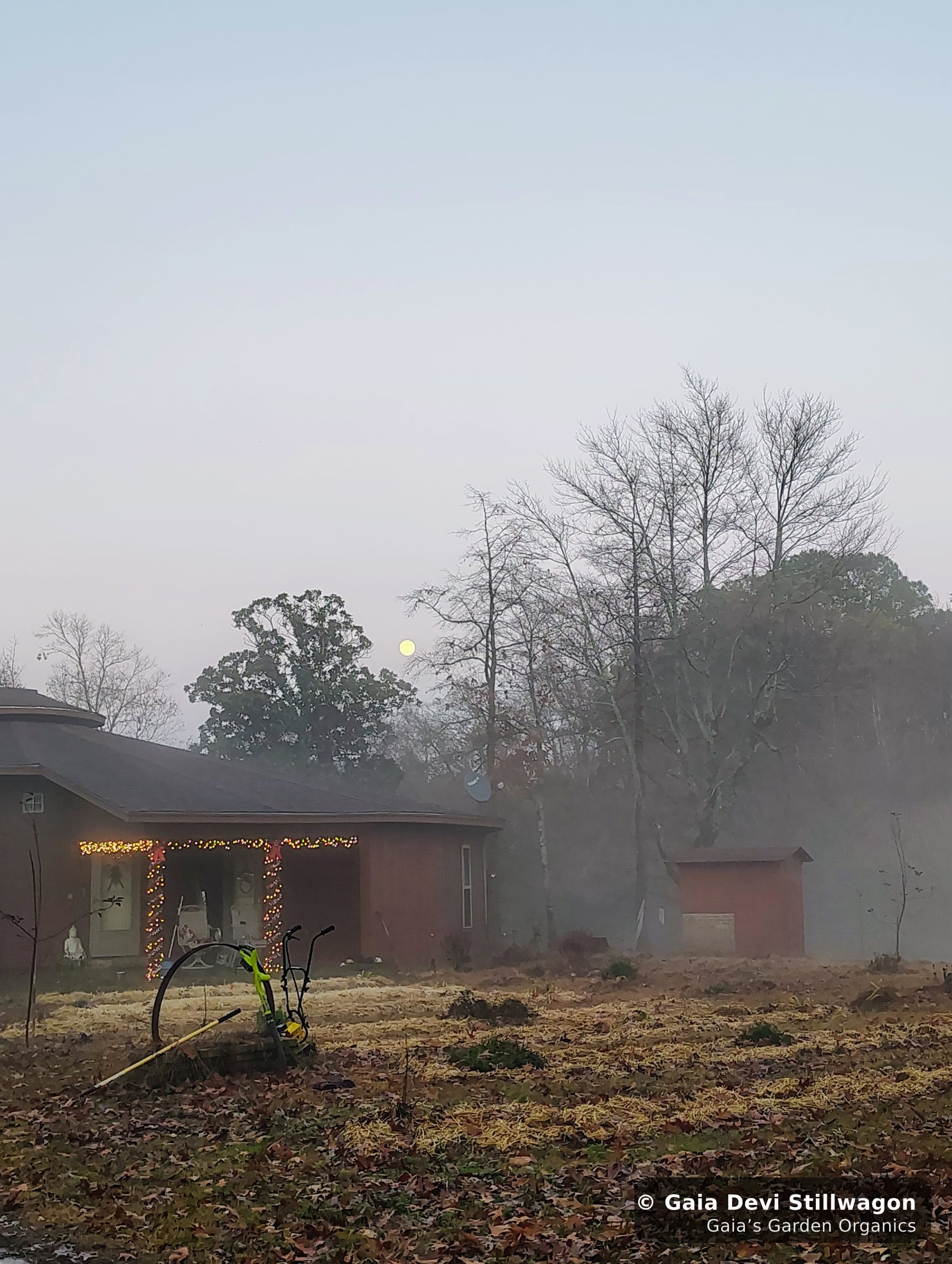 The medicinal herb garden at Gaia's Garden Organics, Umpire, Arkansas · Gaia Devi, clinical herbalist