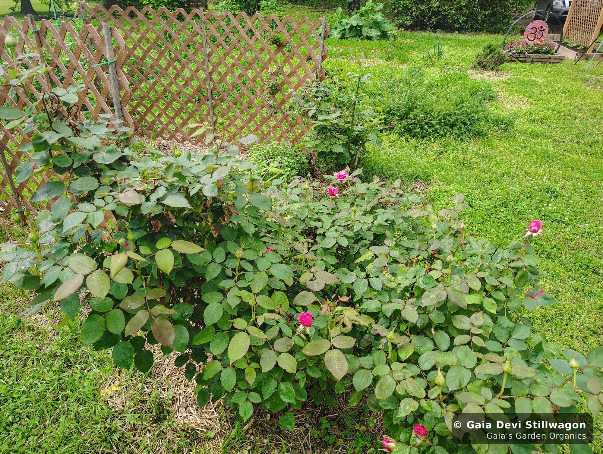 The medicinal herb garden at Gaia's Garden Organics, Umpire, Arkansas · Gaia Devi, clinical herbalist