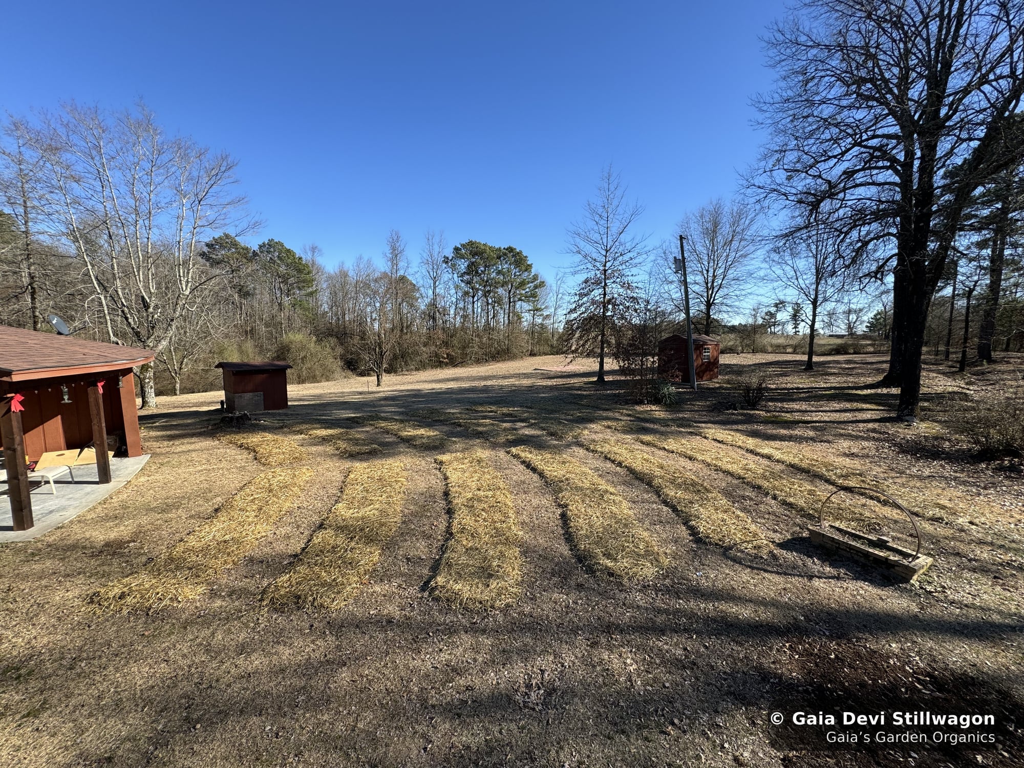 The medicinal herb garden at Gaia's Garden Organics, Umpire, Arkansas · Gaia Devi, clinical herbalist
