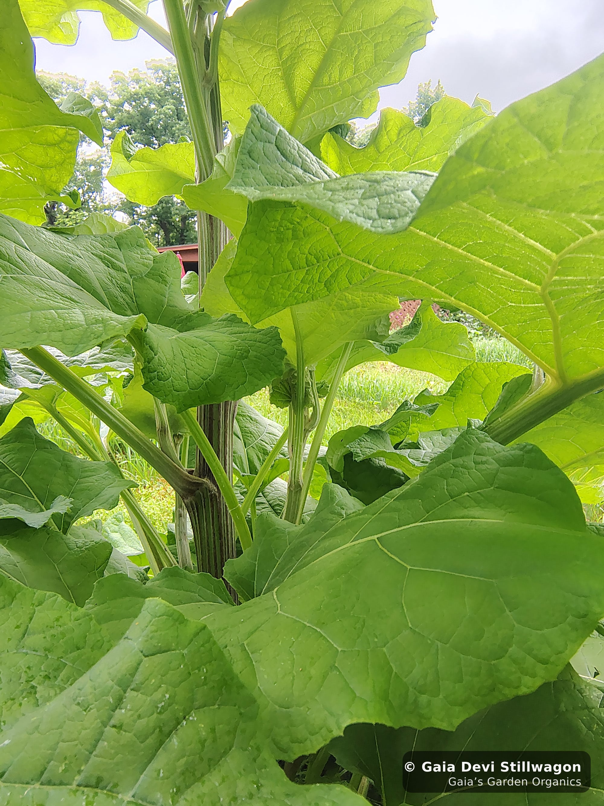 The medicinal herb garden at Gaia's Garden Organics, Umpire, Arkansas · Gaia Devi, clinical herbalist