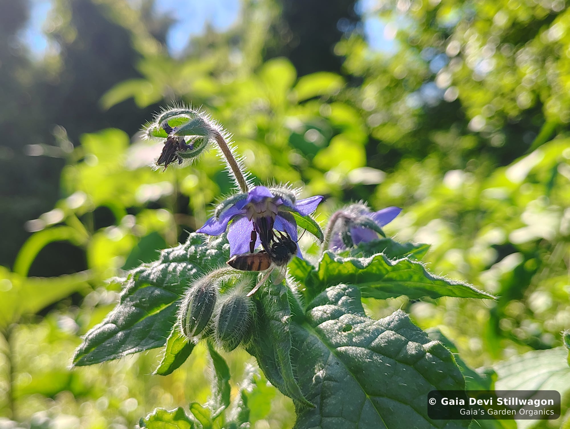 The medicinal herb garden at Gaia's Garden Organics, Umpire, Arkansas · Gaia Devi, clinical herbalist