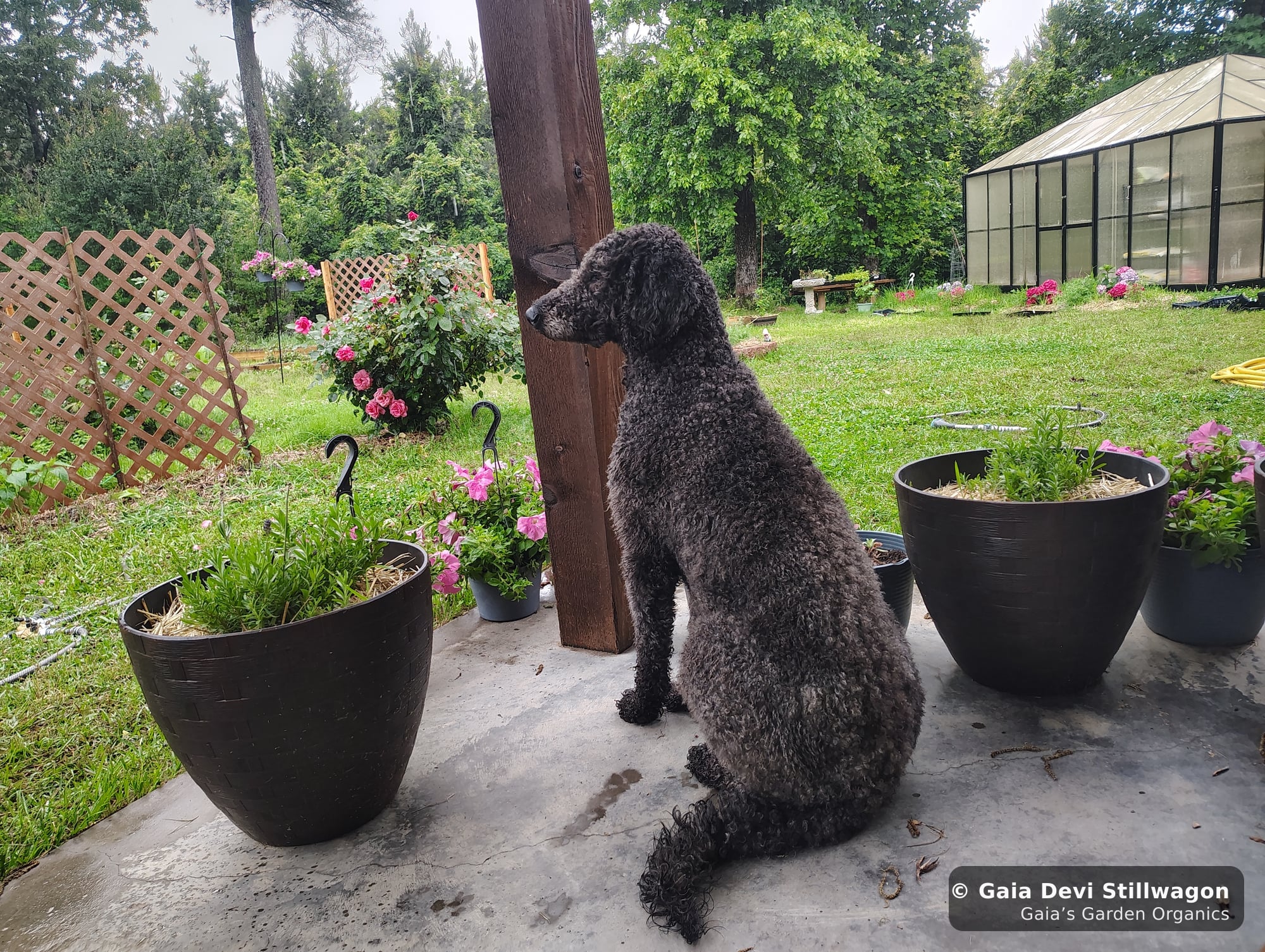 The medicinal herb garden at Gaia's Garden Organics, Umpire, Arkansas · Gaia Devi, clinical herbalist