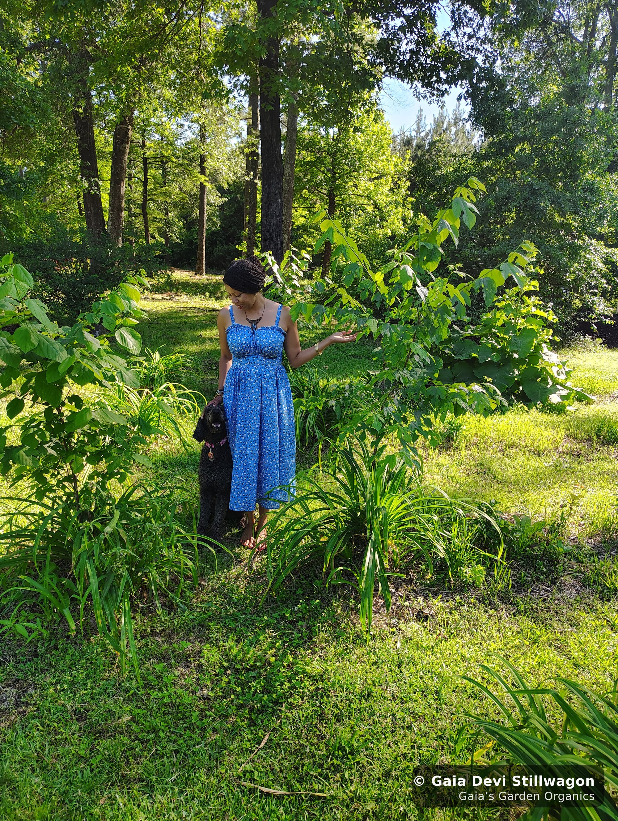 The medicinal herb garden at Gaia's Garden Organics, Umpire, Arkansas · Gaia Devi, clinical herbalist