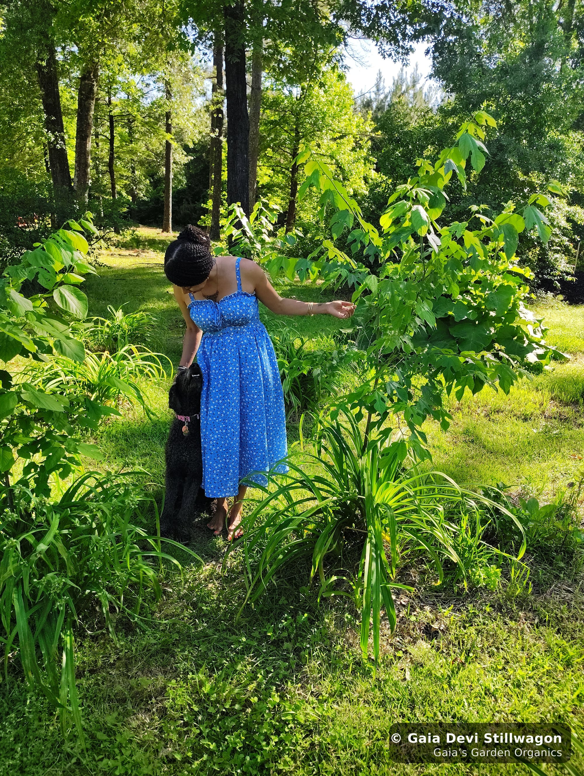 The medicinal herb garden at Gaia's Garden Organics, Umpire, Arkansas · Gaia Devi, clinical herbalist