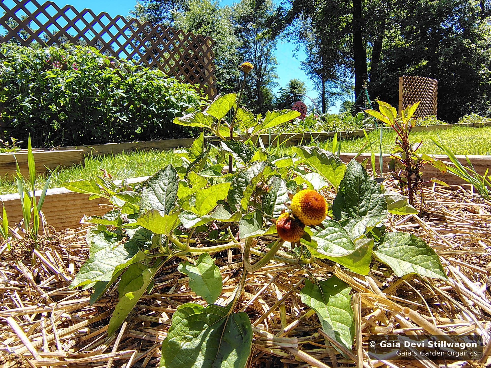 The medicinal herb garden at Gaia's Garden Organics, Umpire, Arkansas · Gaia Devi, clinical herbalist