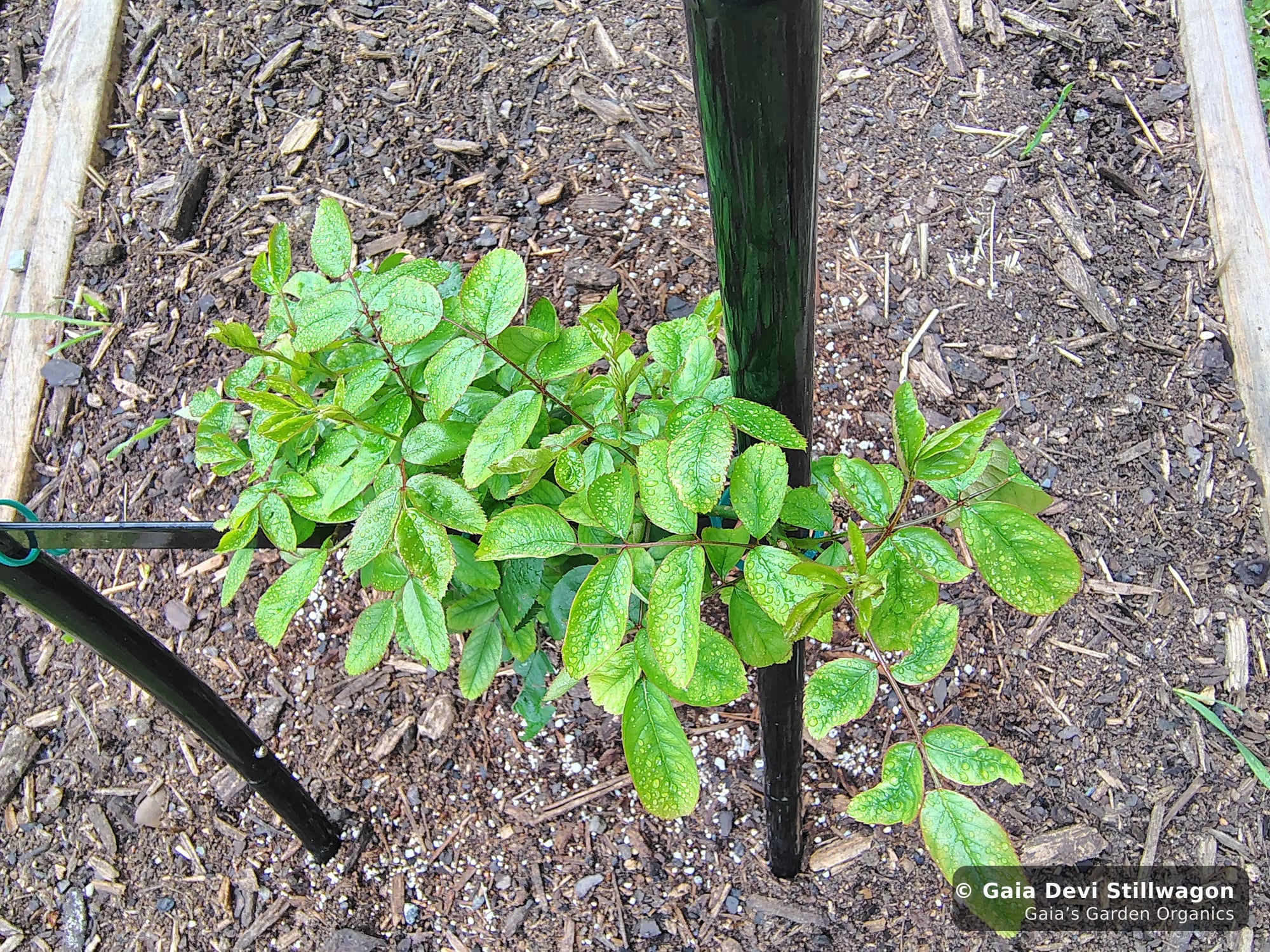 The medicinal herb garden at Gaia's Garden Organics, Umpire, Arkansas · Gaia Devi, clinical herbalist