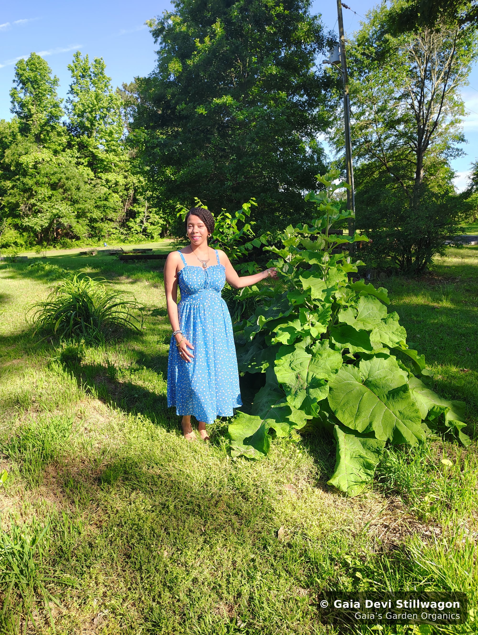 The medicinal herb garden at Gaia's Garden Organics, Umpire, Arkansas · Gaia Devi, clinical herbalist
