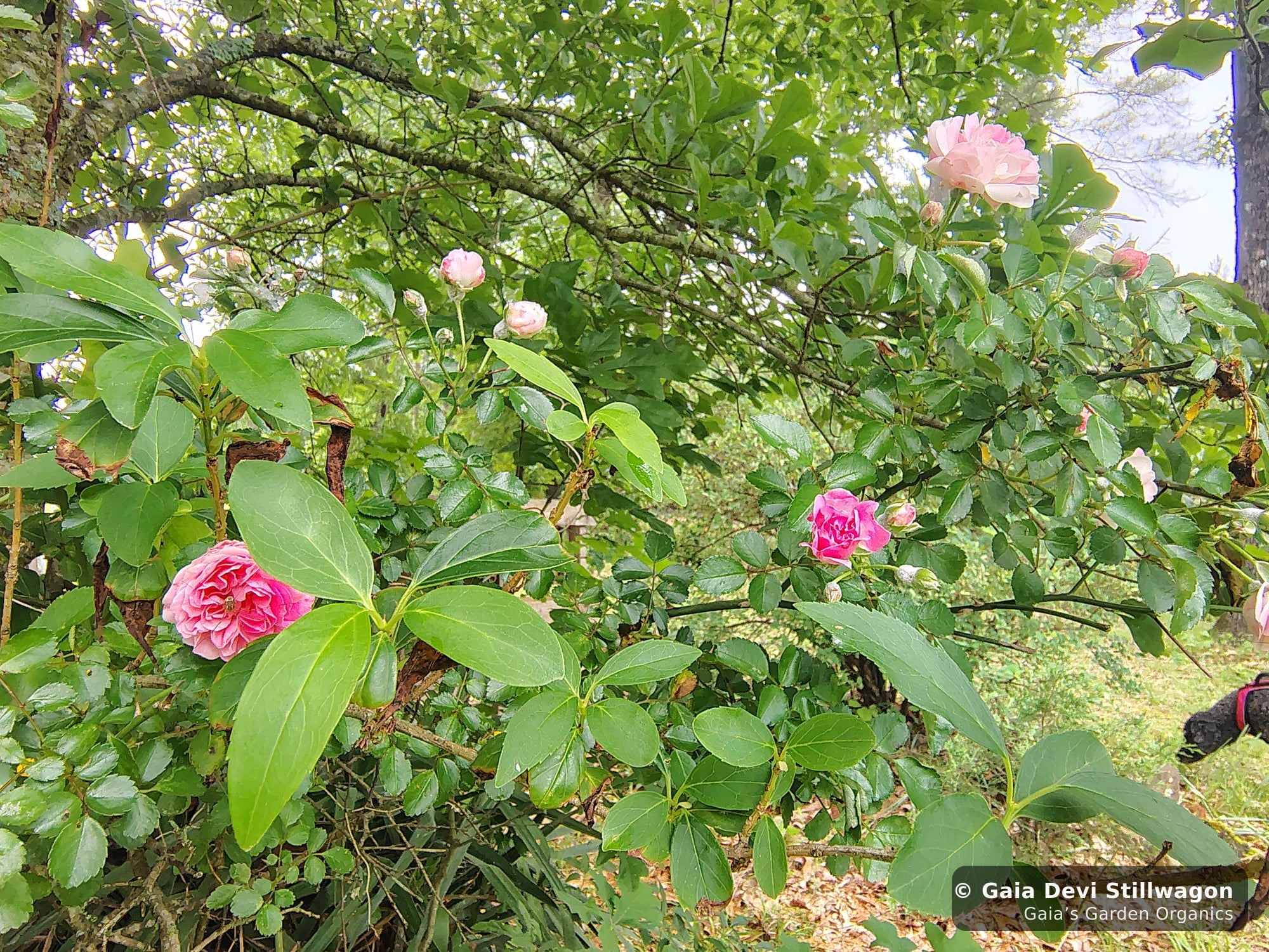The medicinal herb garden at Gaia's Garden Organics, Umpire, Arkansas · Gaia Devi, clinical herbalist