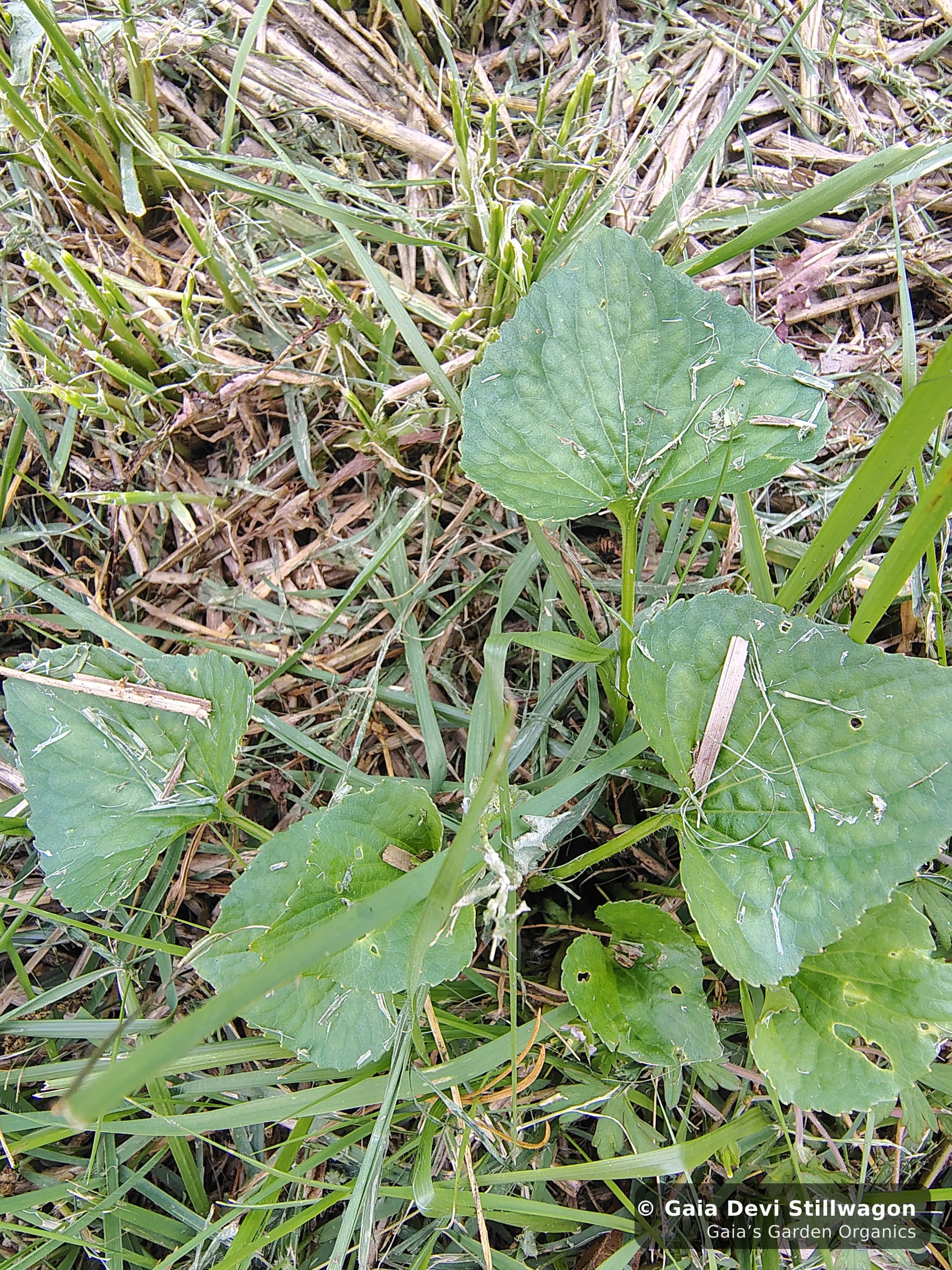 The medicinal herb garden at Gaia's Garden Organics, Umpire, Arkansas · Gaia Devi, clinical herbalist