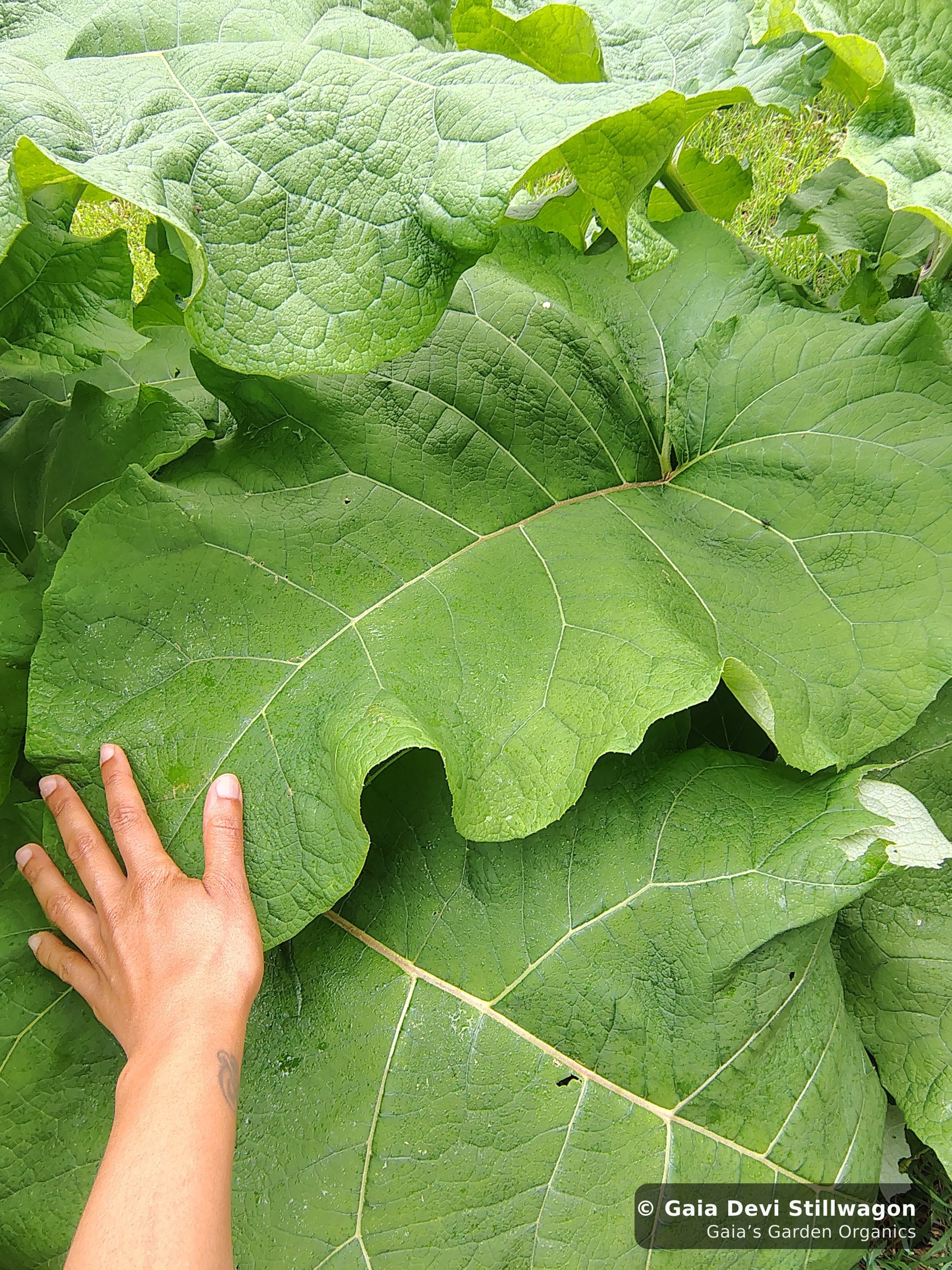 The medicinal herb garden at Gaia's Garden Organics, Umpire, Arkansas · Gaia Devi, clinical herbalist