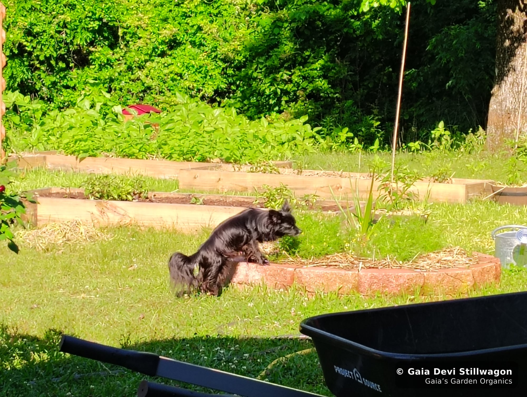 The medicinal herb garden at Gaia's Garden Organics, Umpire, Arkansas · Gaia Devi, clinical herbalist