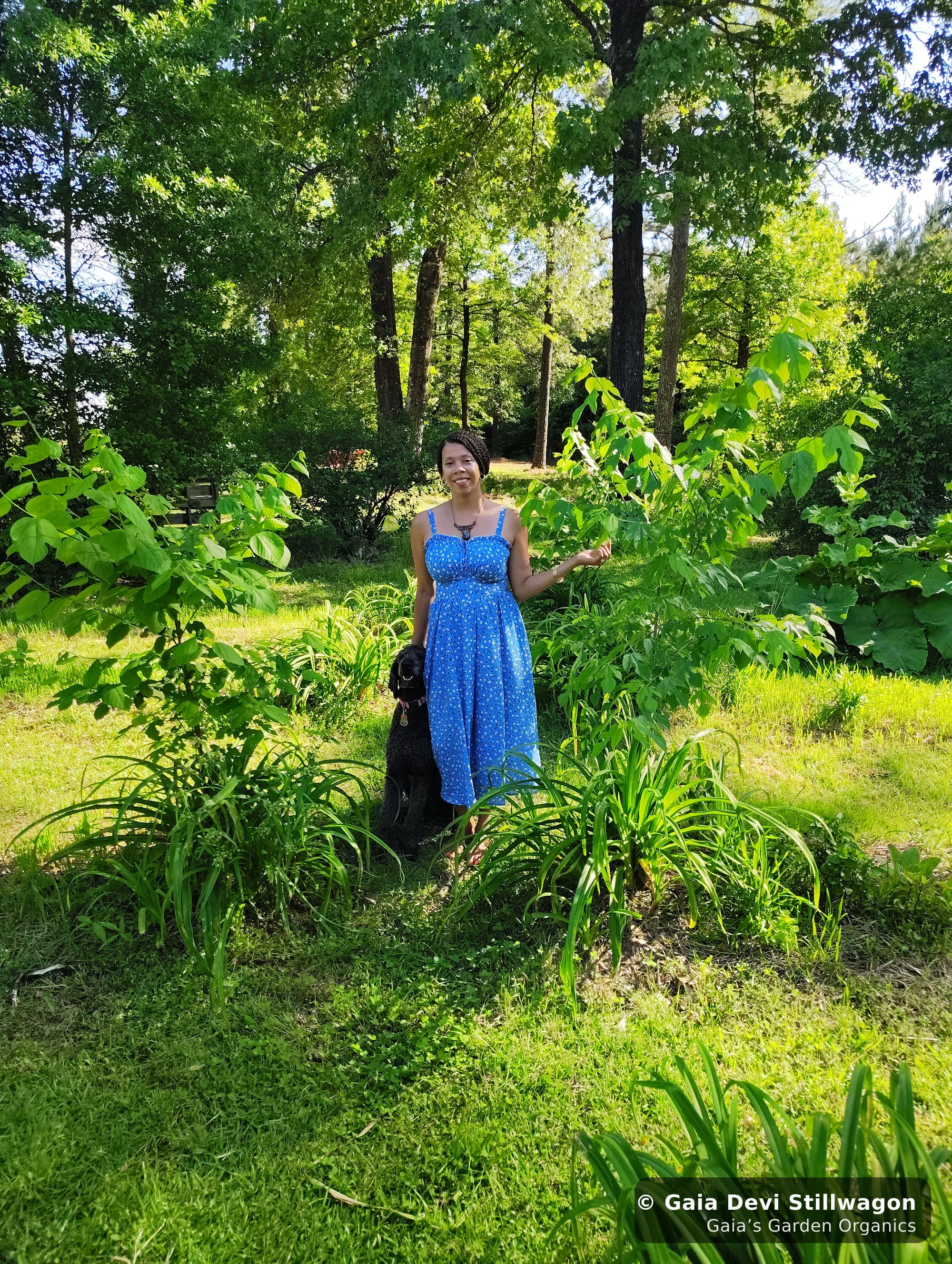 The medicinal herb garden at Gaia's Garden Organics, Umpire, Arkansas · Gaia Devi, clinical herbalist