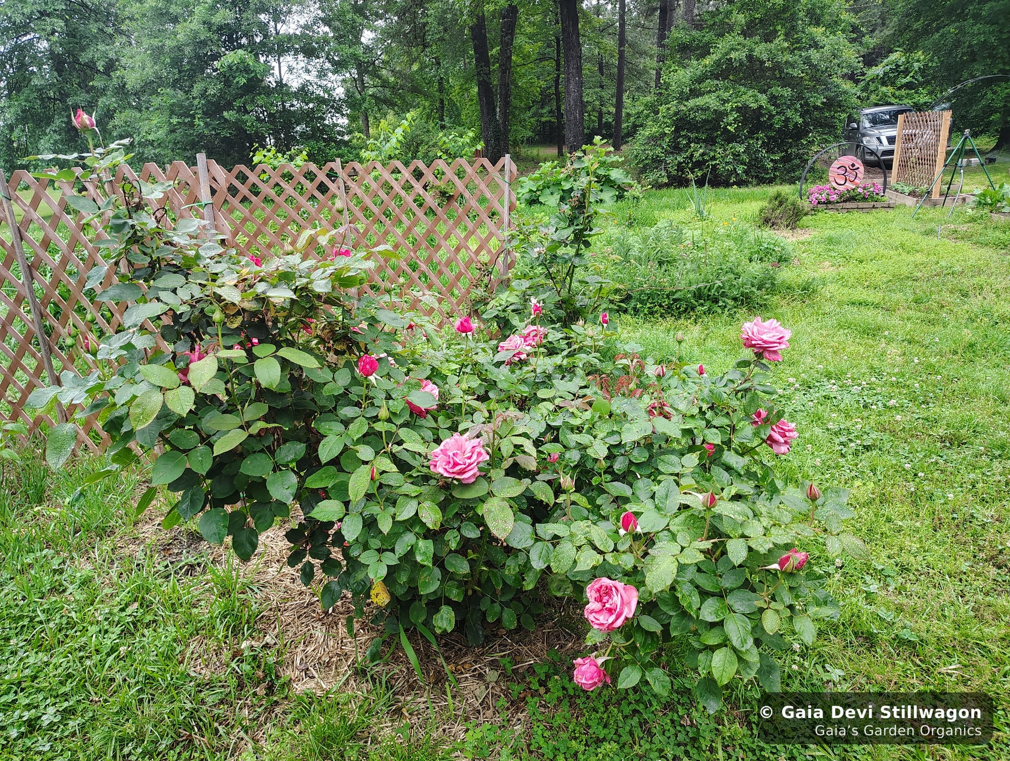The medicinal herb garden at Gaia's Garden Organics, Umpire, Arkansas · Gaia Devi, clinical herbalist