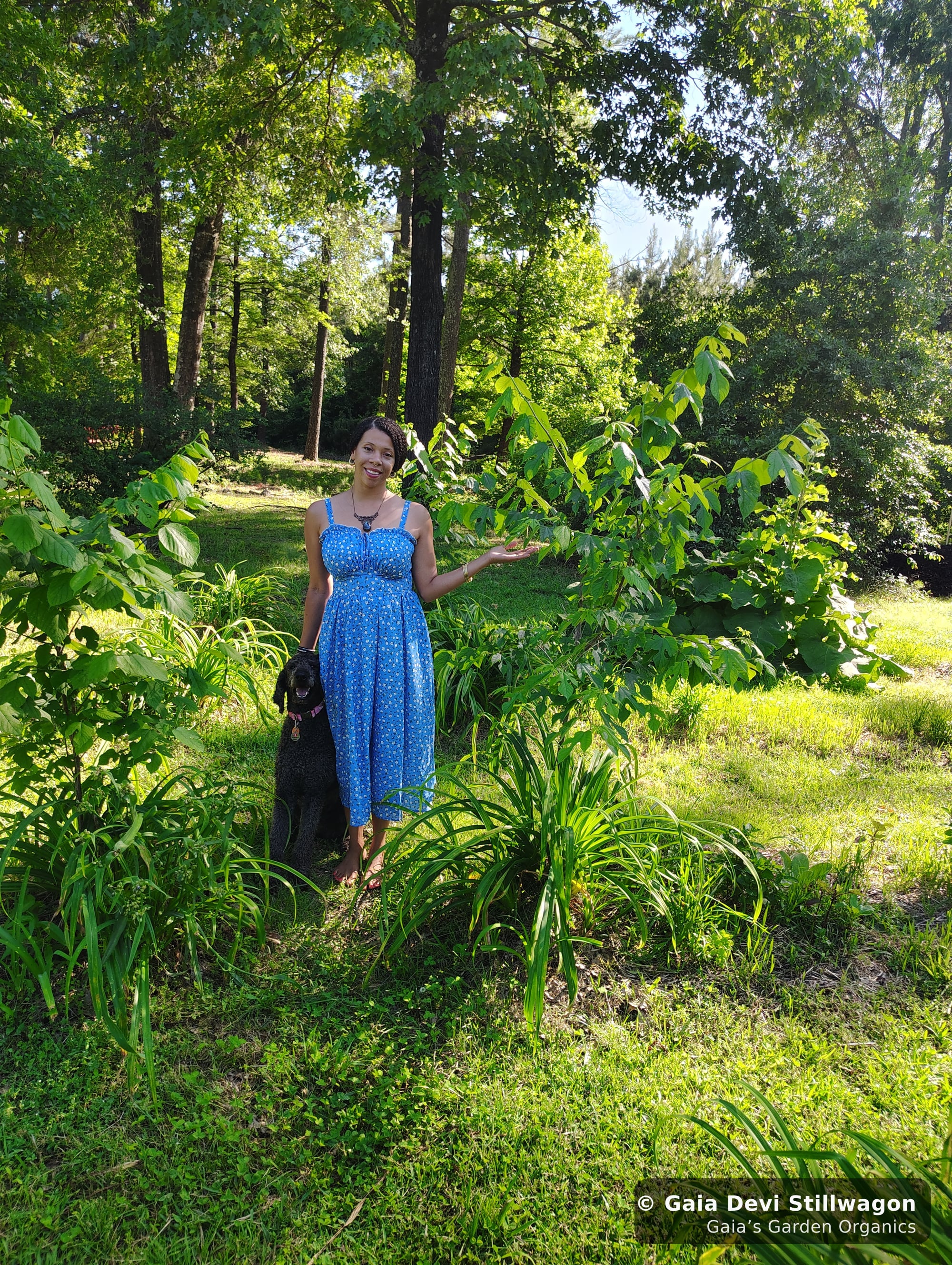 The medicinal herb garden at Gaia's Garden Organics, Umpire, Arkansas · Gaia Devi, clinical herbalist