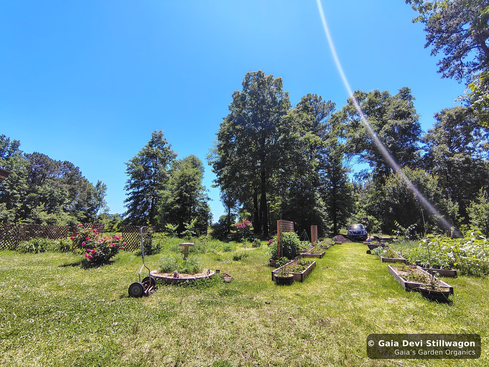 The medicinal herb garden at Gaia's Garden Organics, Umpire, Arkansas · Gaia Devi, clinical herbalist