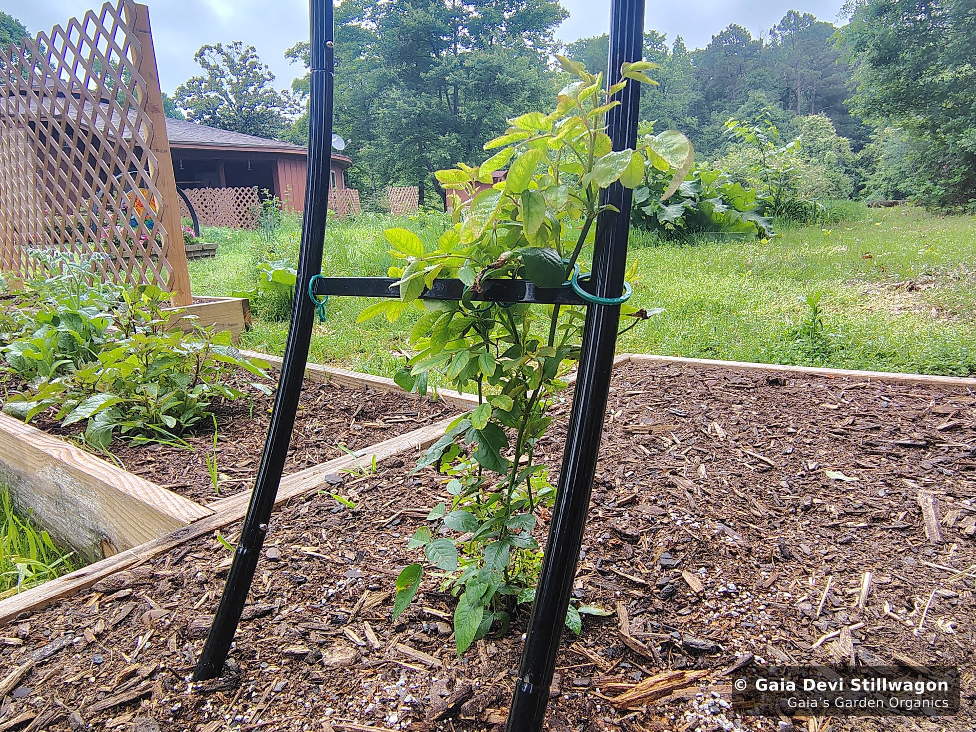 The medicinal herb garden at Gaia's Garden Organics, Umpire, Arkansas · Gaia Devi, clinical herbalist