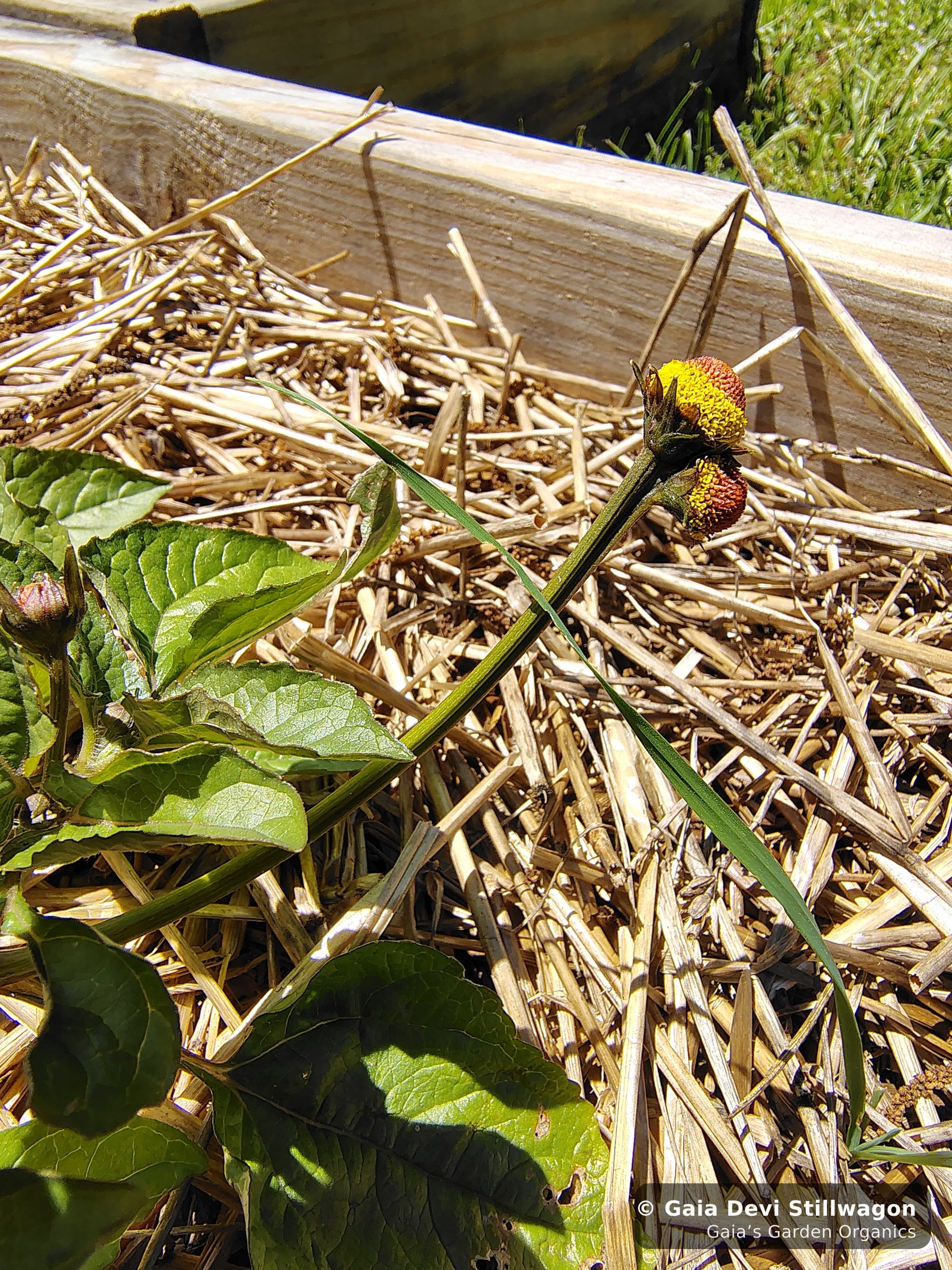The medicinal herb garden at Gaia's Garden Organics, Umpire, Arkansas · Gaia Devi, clinical herbalist
