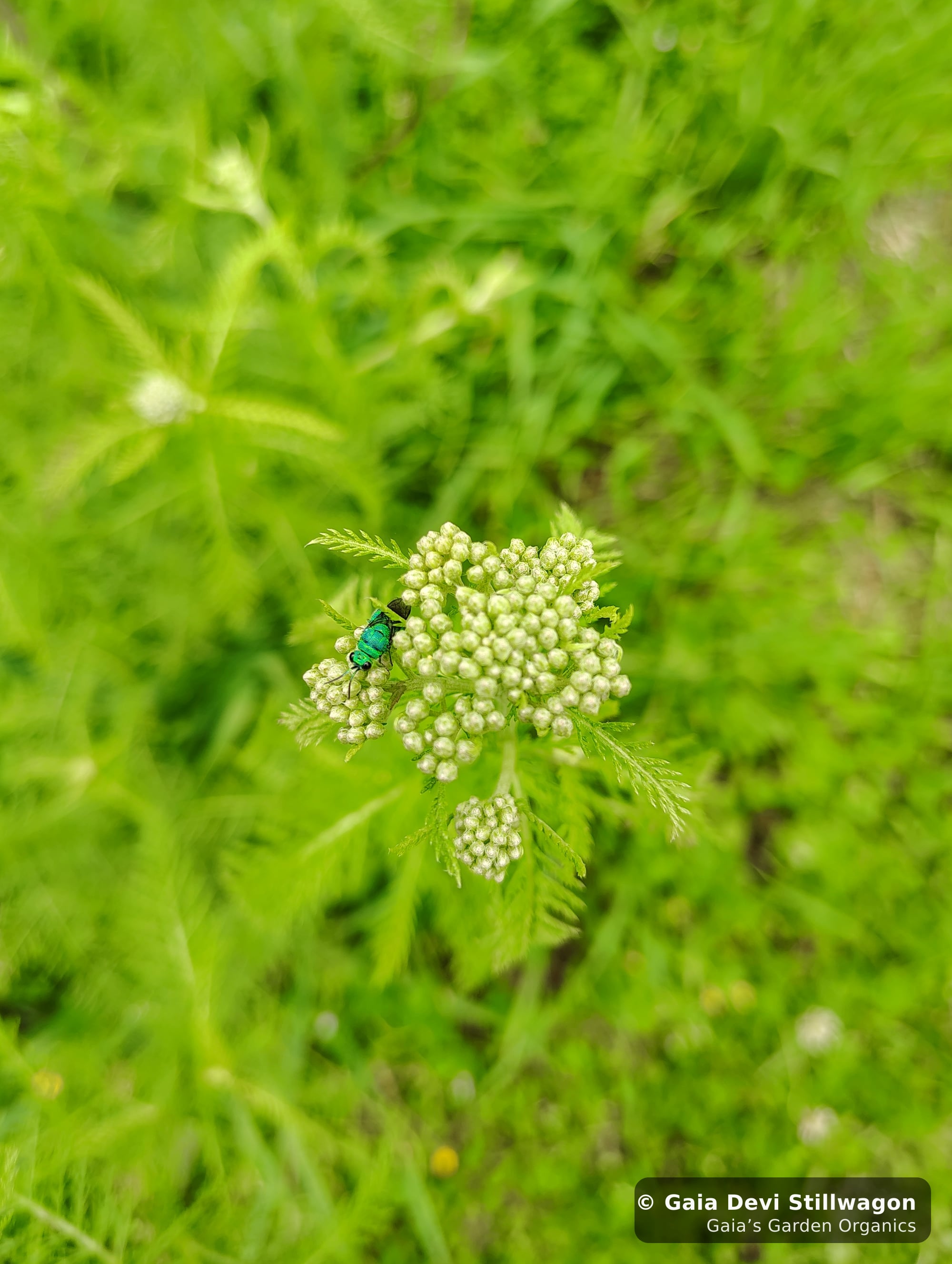 The medicinal herb garden at Gaia's Garden Organics, Umpire, Arkansas · Gaia Devi, clinical herbalist