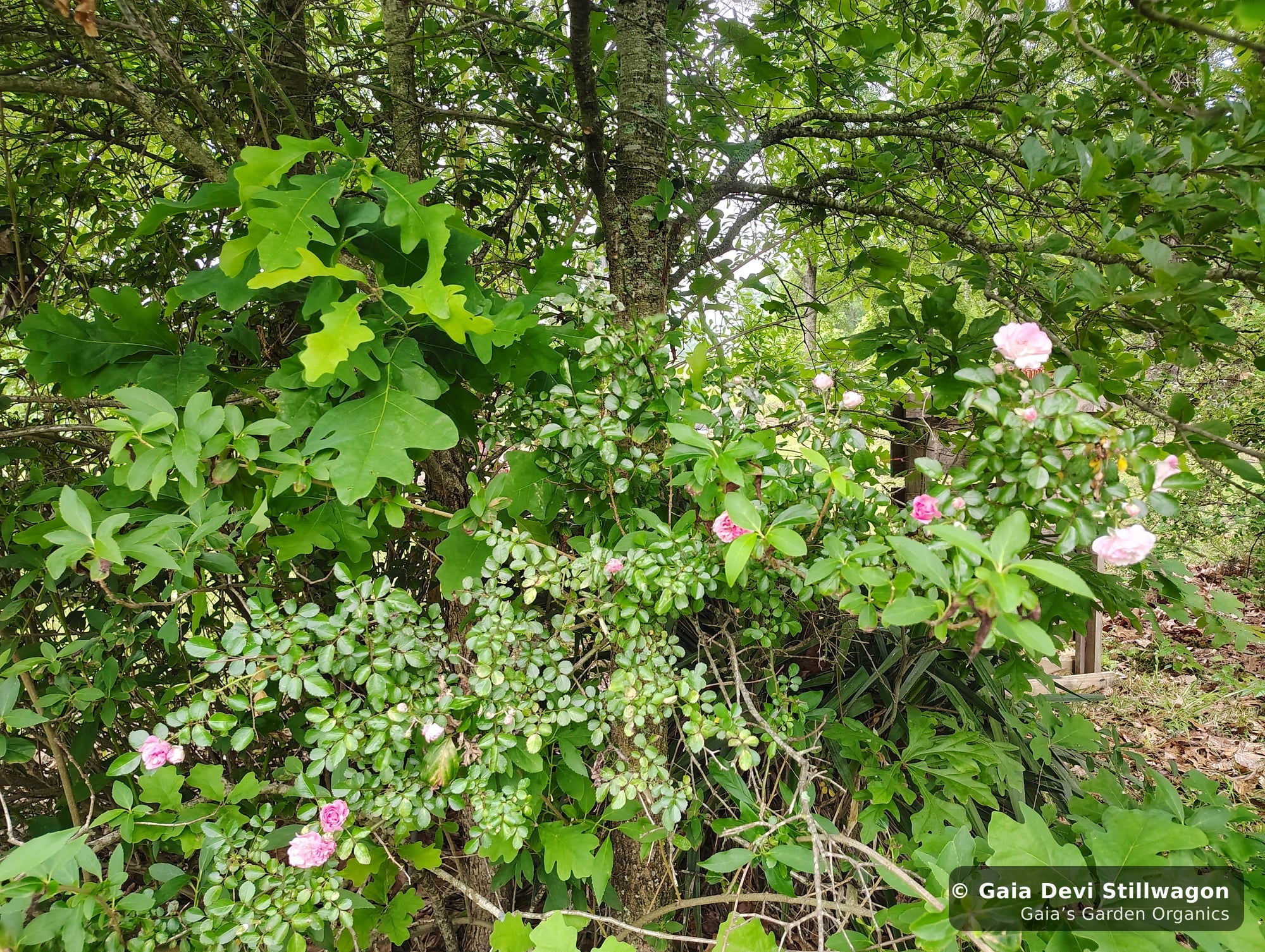 The medicinal herb garden at Gaia's Garden Organics, Umpire, Arkansas · Gaia Devi, clinical herbalist