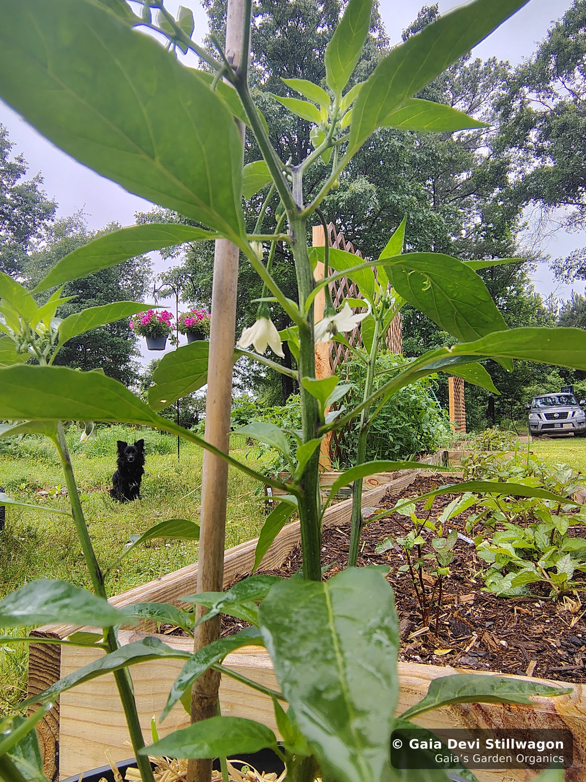 The medicinal herb garden at Gaia's Garden Organics, Umpire, Arkansas · Gaia Devi, clinical herbalist