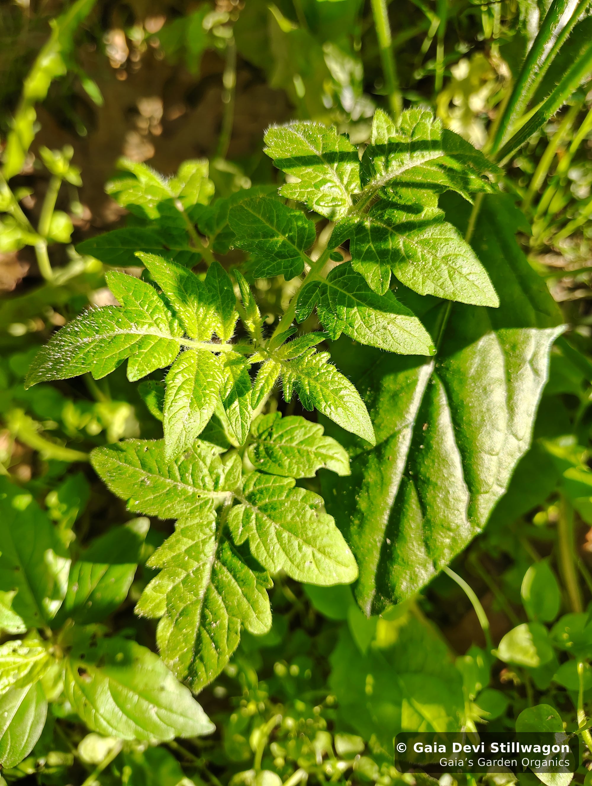 The medicinal herb garden at Gaia's Garden Organics, Umpire, Arkansas · Gaia Devi, clinical herbalist