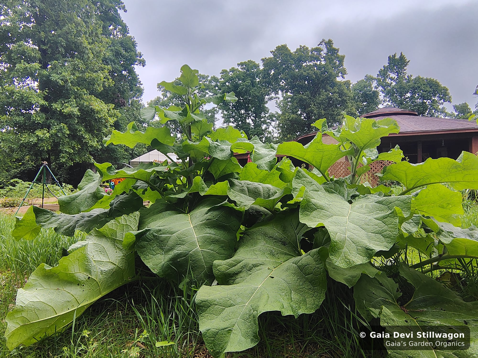 The medicinal herb garden at Gaia's Garden Organics, Umpire, Arkansas · Gaia Devi, clinical herbalist