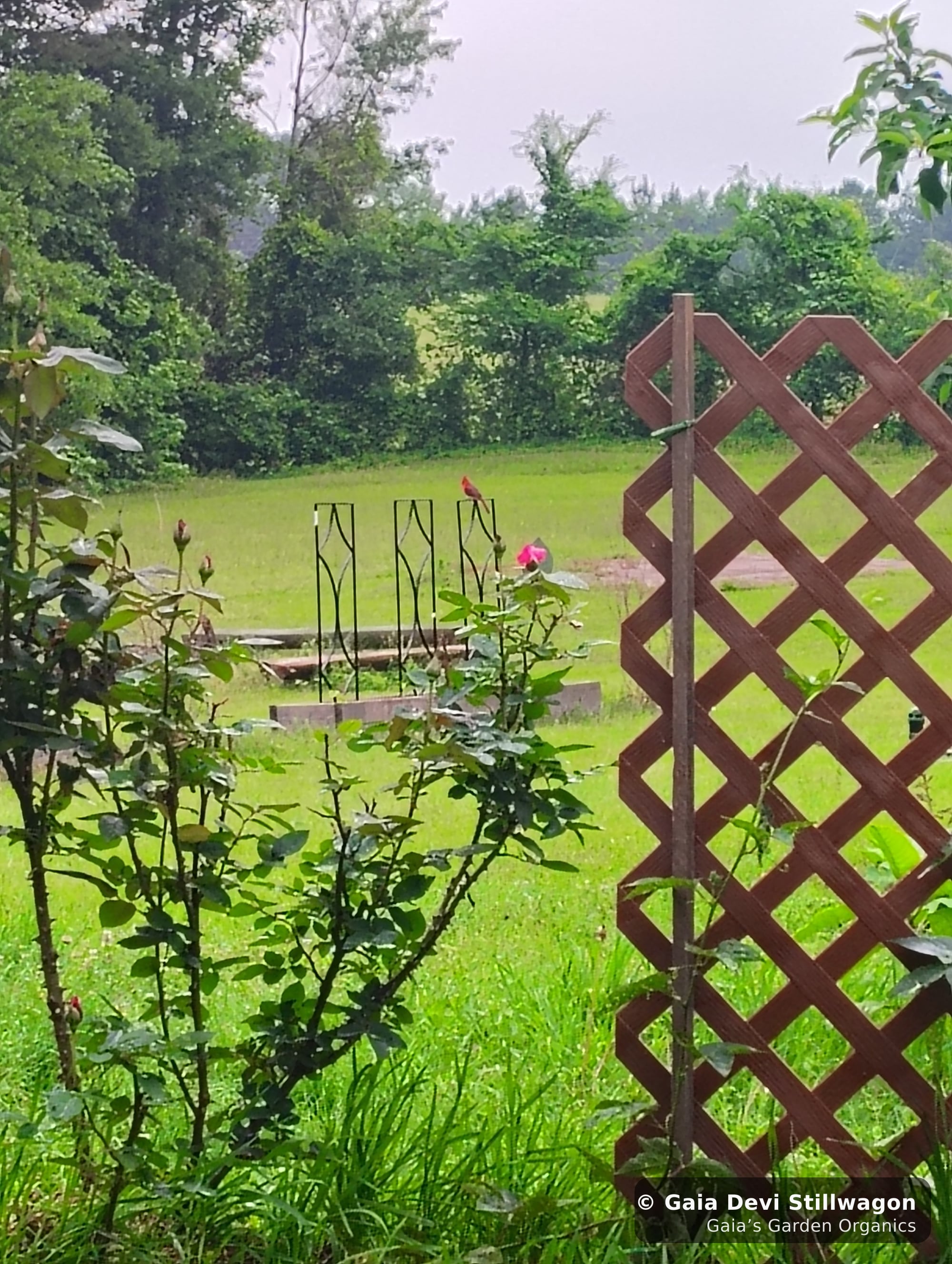 The medicinal herb garden at Gaia's Garden Organics, Umpire, Arkansas · Gaia Devi, clinical herbalist