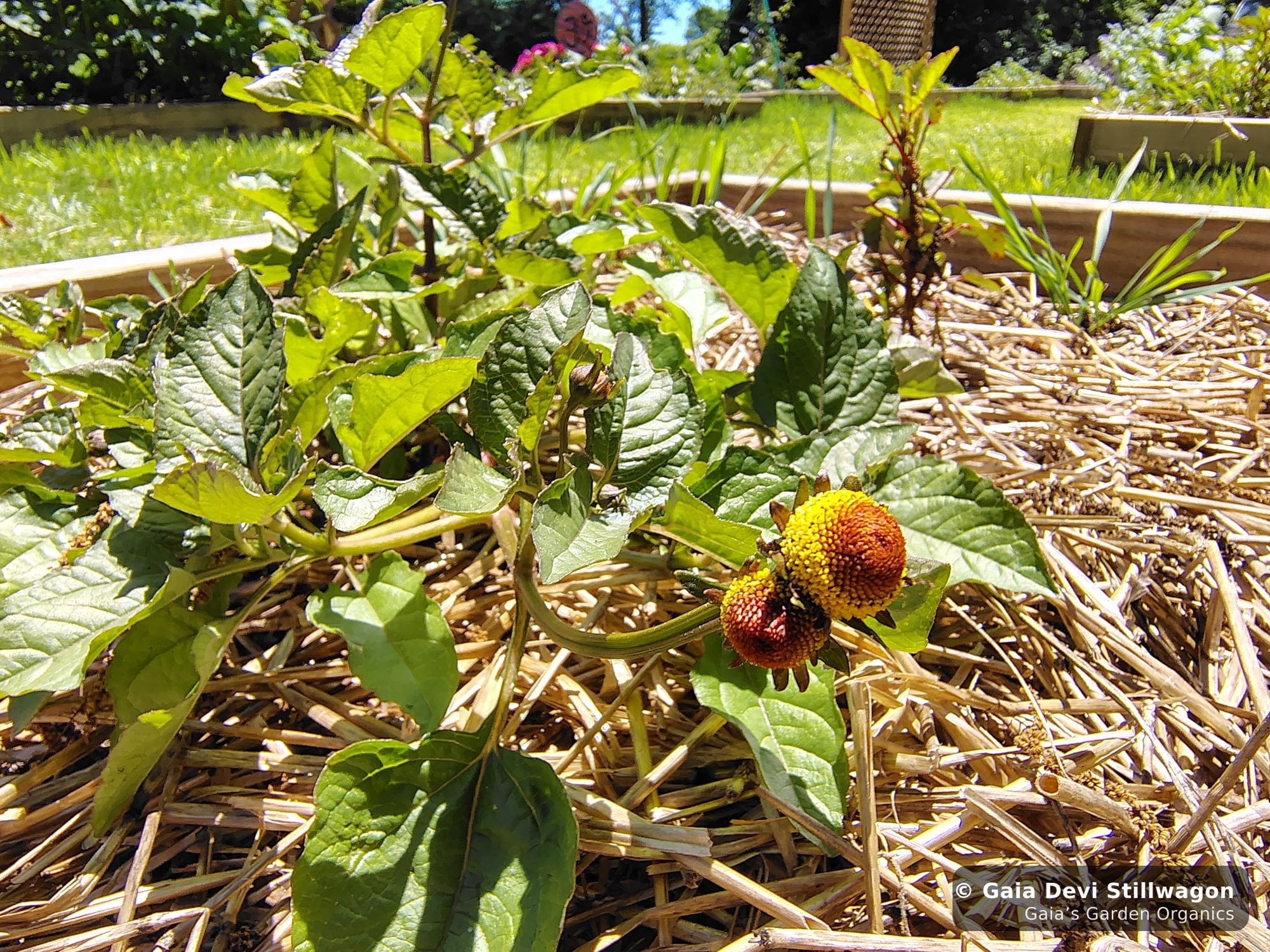 The medicinal herb garden at Gaia's Garden Organics, Umpire, Arkansas · Gaia Devi, clinical herbalist