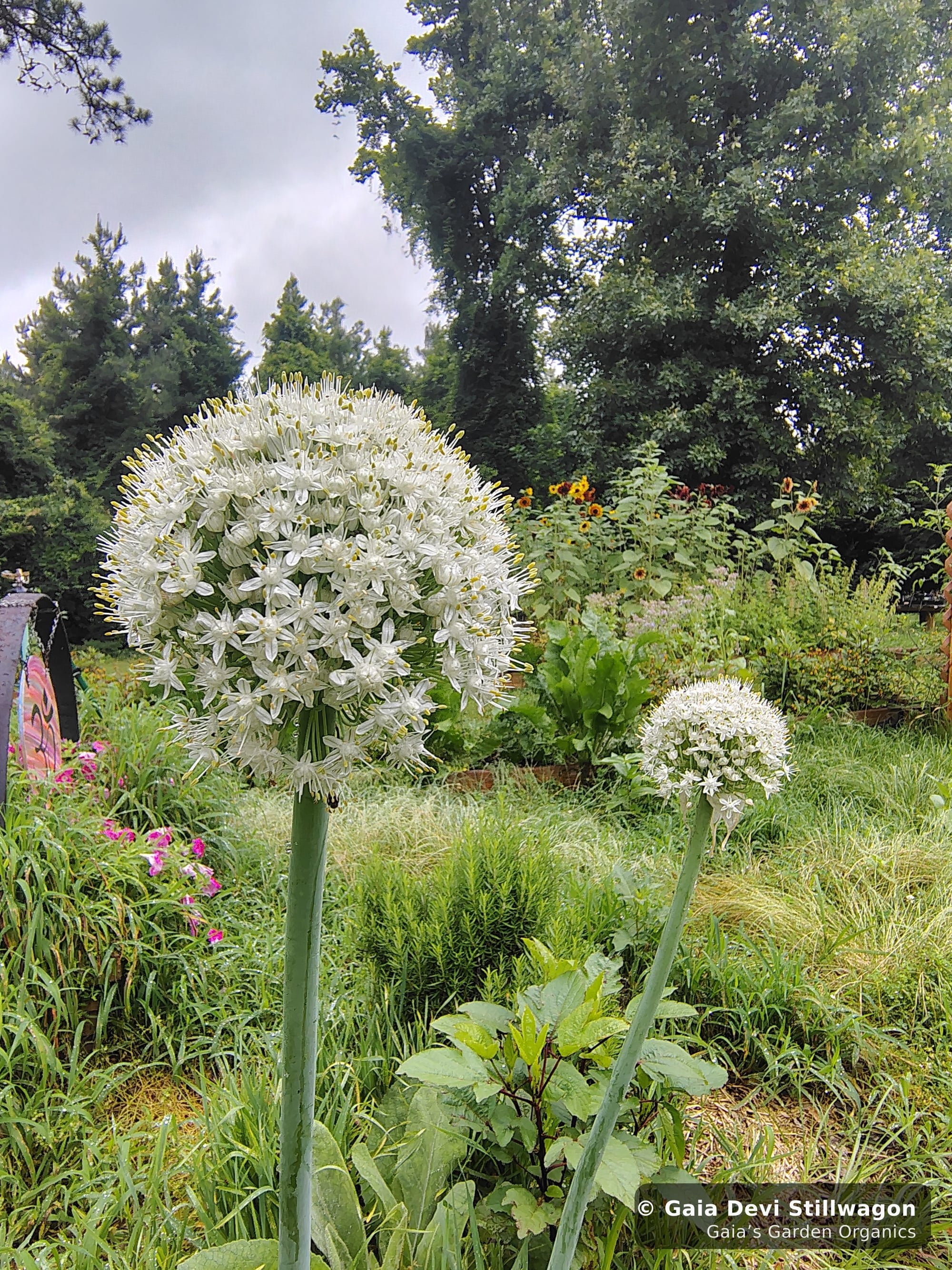 The medicinal herb garden at Gaia's Garden Organics, Umpire, Arkansas · Gaia Devi, clinical herbalist