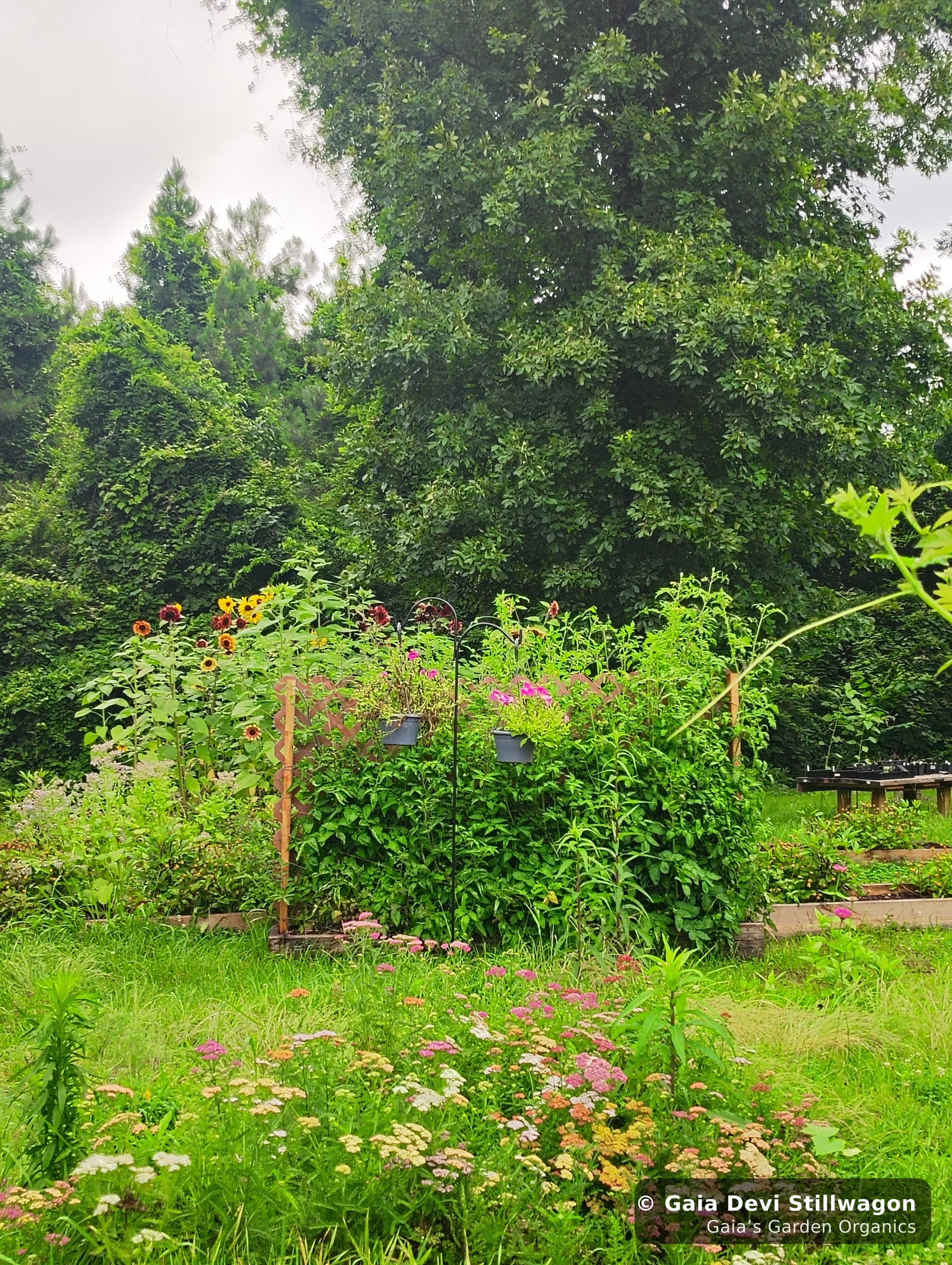 The medicinal herb garden at Gaia's Garden Organics, Umpire, Arkansas · Gaia Devi, clinical herbalist