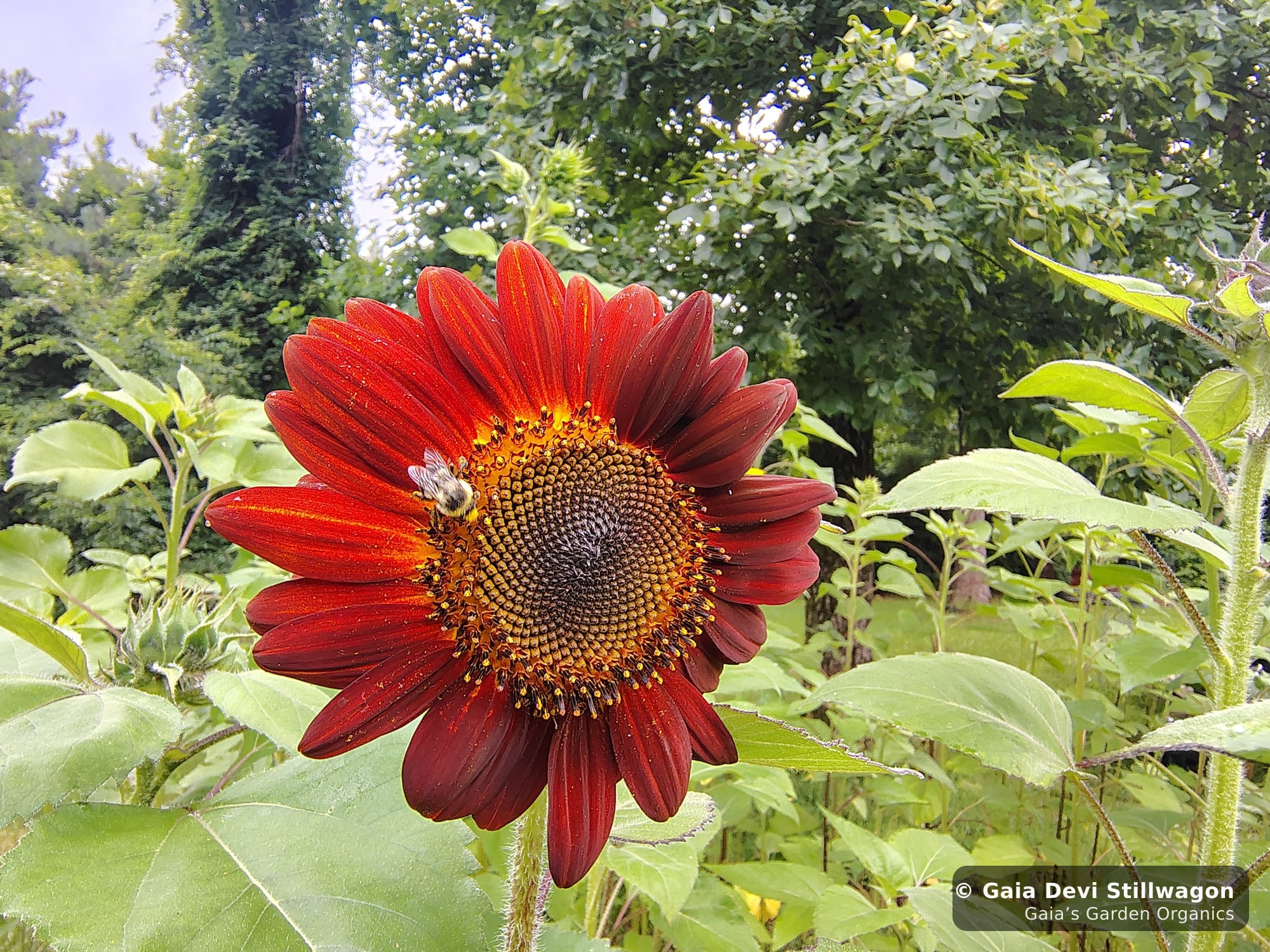The medicinal herb garden at Gaia's Garden Organics, Umpire, Arkansas · Gaia Devi, clinical herbalist