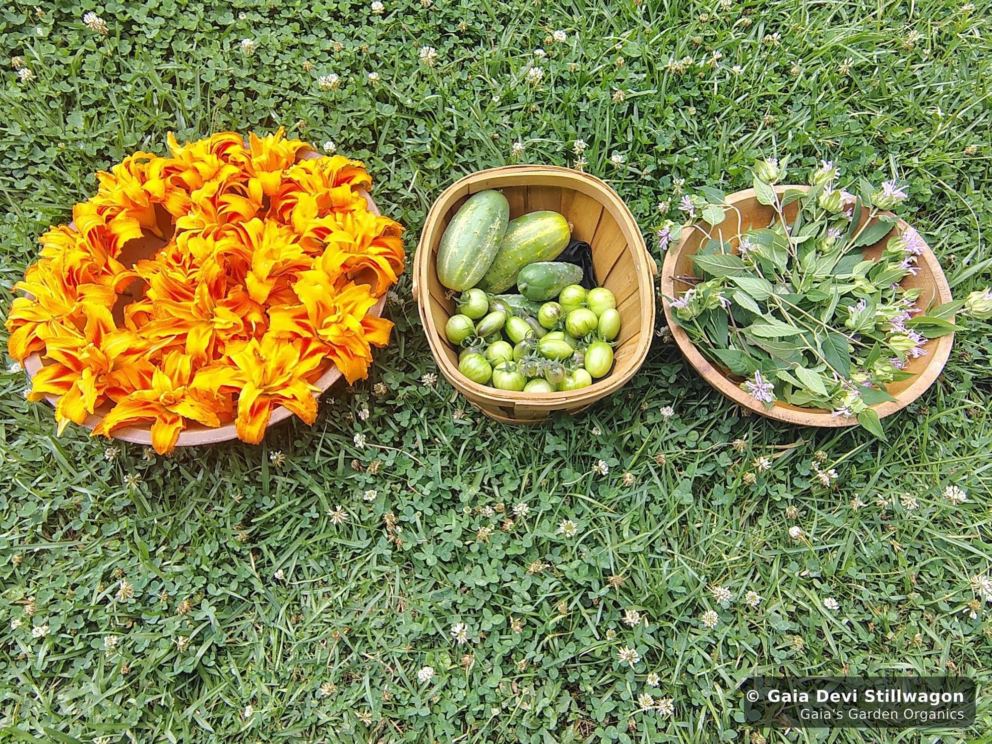 The medicinal herb garden at Gaia's Garden Organics, Umpire, Arkansas · Gaia Devi, clinical herbalist