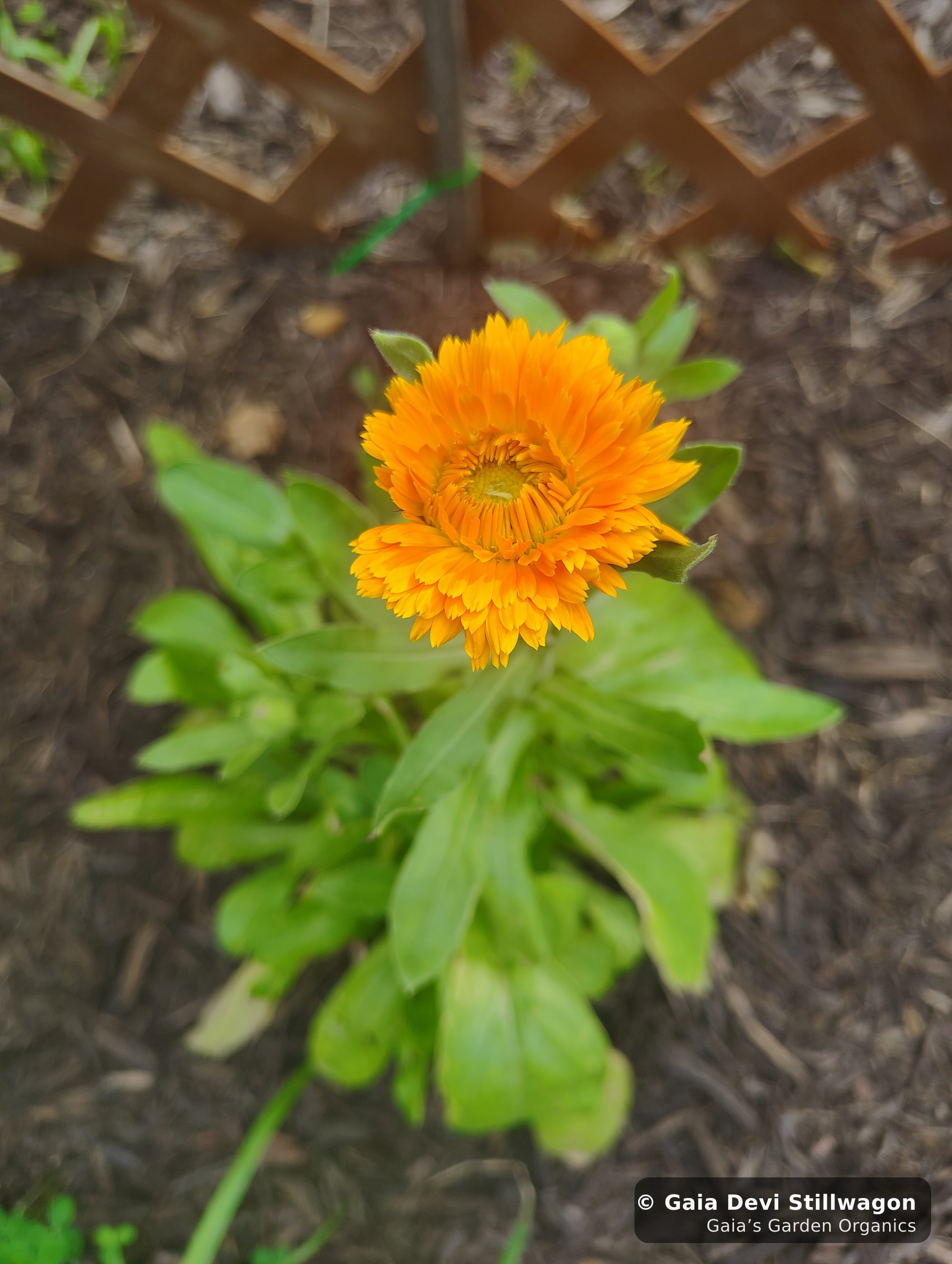The medicinal herb garden at Gaia's Garden Organics, Umpire, Arkansas · Gaia Devi, clinical herbalist
